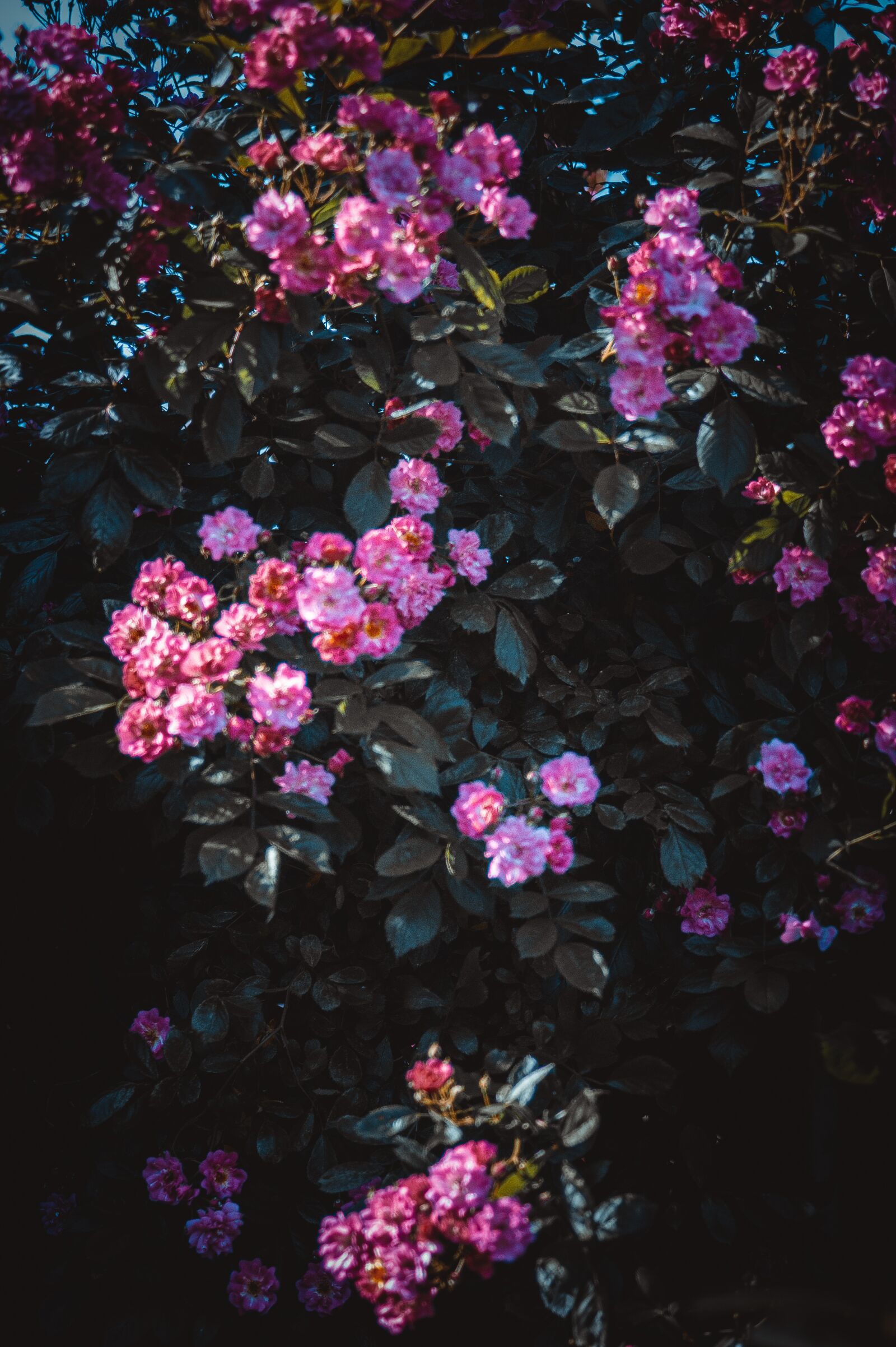 Sony 85mm F2.8 SAM sample photo. Jasmine, bush, flowers photography