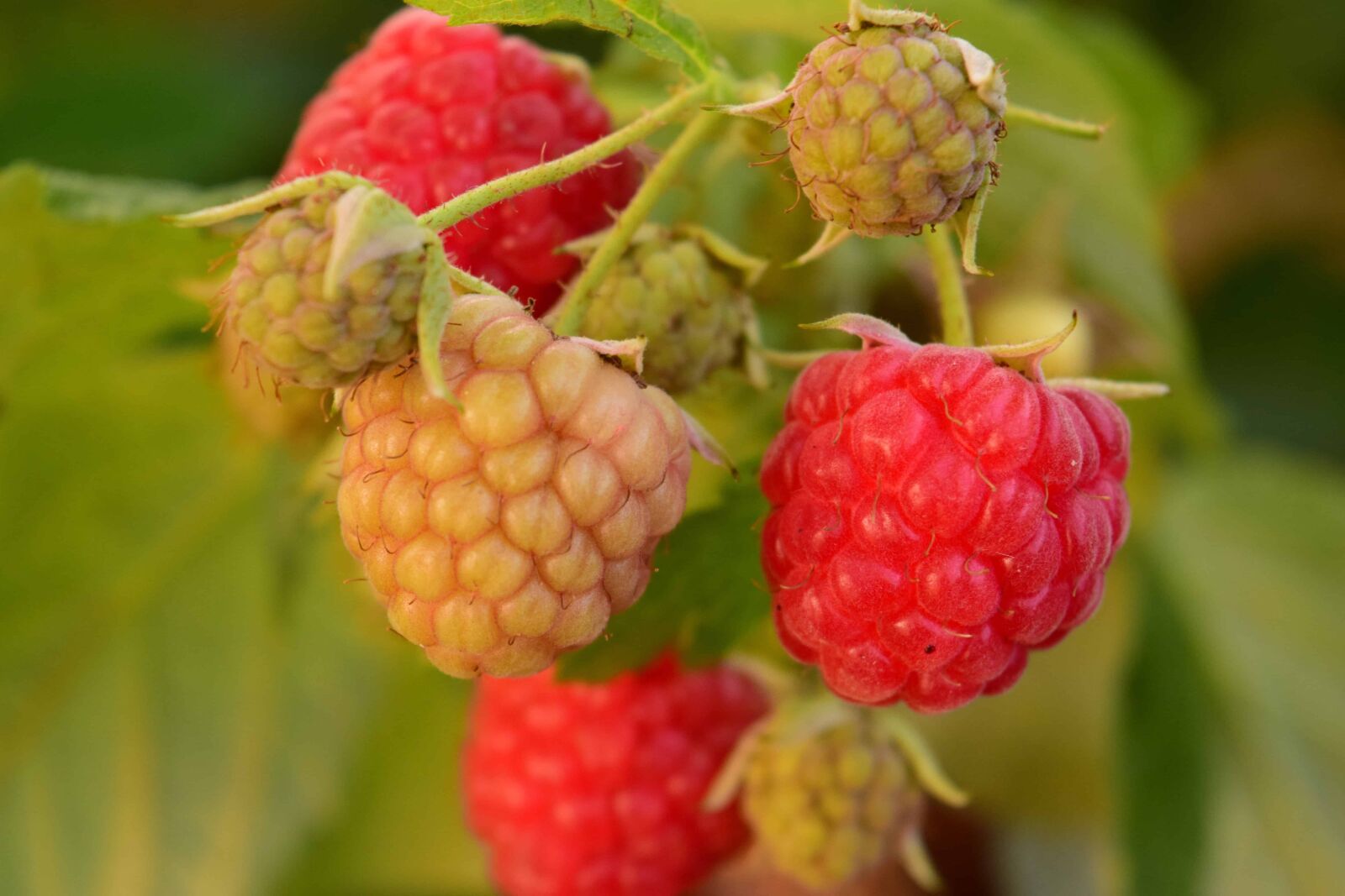 Nikon D3300 sample photo. Berry, nature, fruit, garden photography