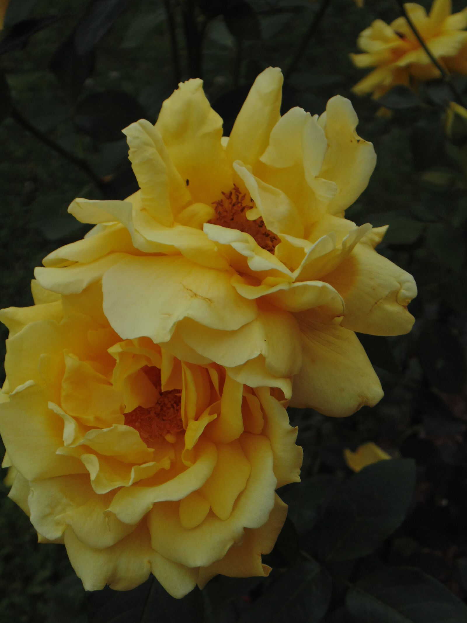 Sony Cyber-shot DSC-H200 sample photo