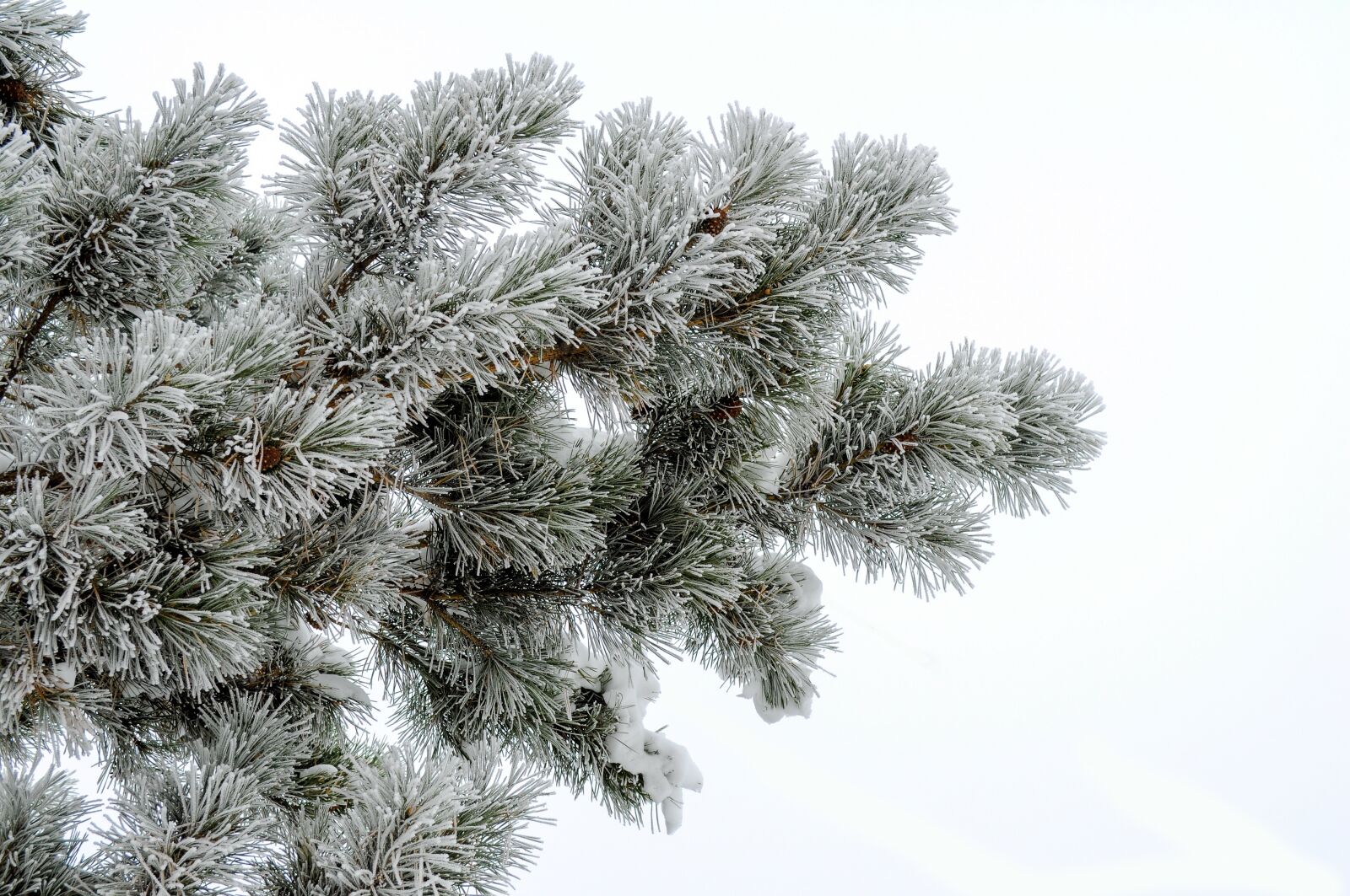 Nikon D5000 sample photo. Pine, frost, white background photography