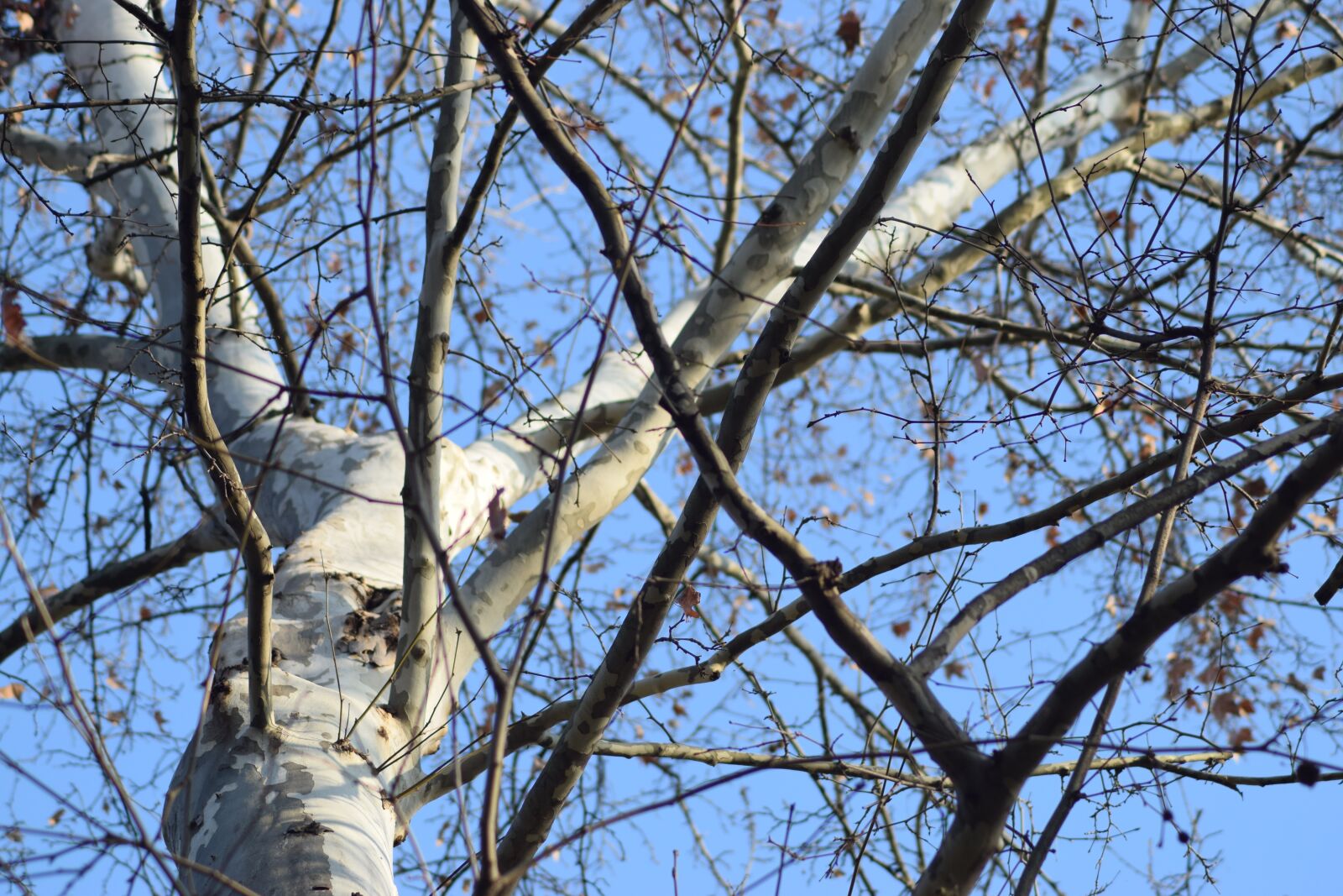 Nikon D3300 sample photo. Tree, branch, nature photography