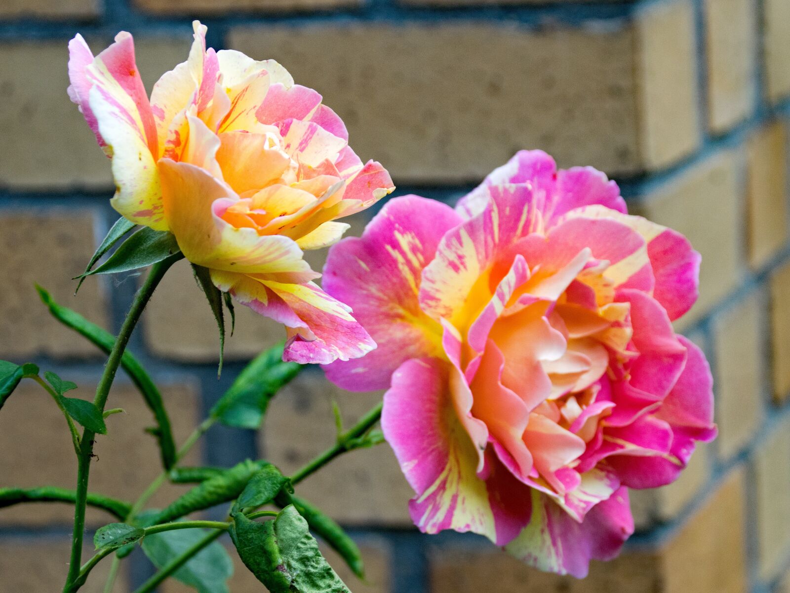 Nikon D5300 sample photo. Rose, rose by the photography