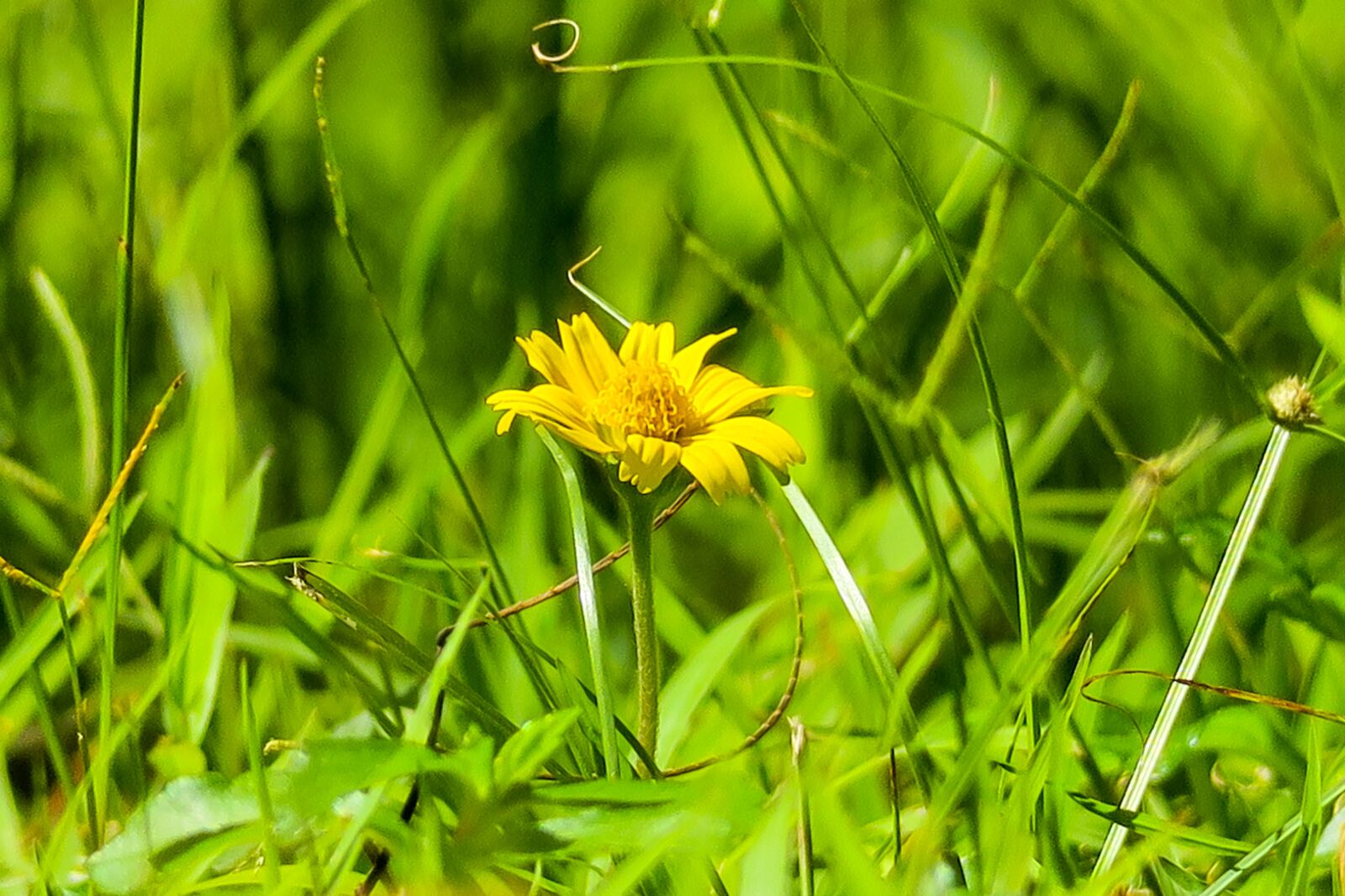 Canon PowerShot G3 X sample photo. Flower, plant, yellow flower photography