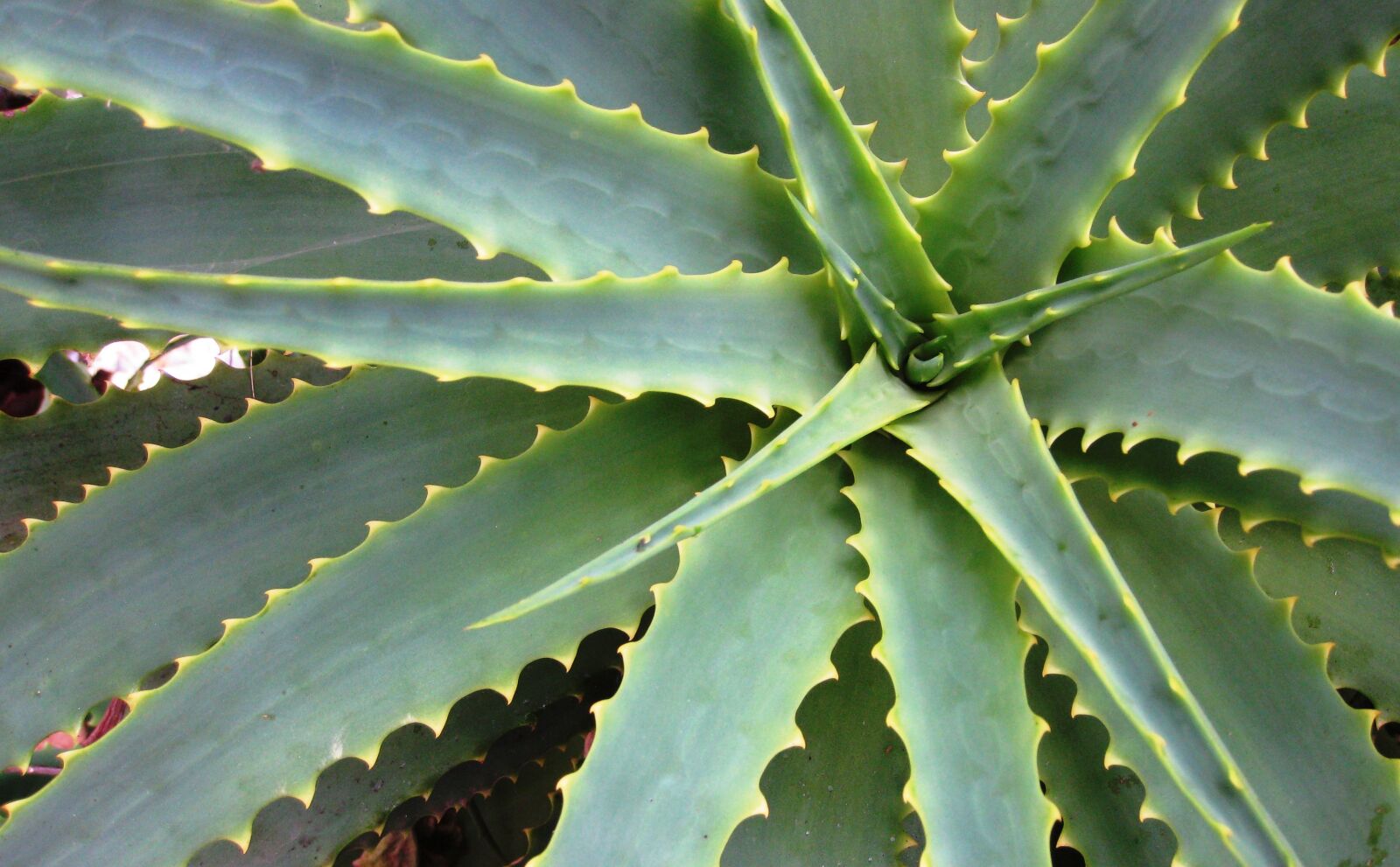 Canon PowerShot SD890 IS (Digital IXUS 970 IS / IXY Digital 820 IS) sample photo. Succulent, spiky, dry photography