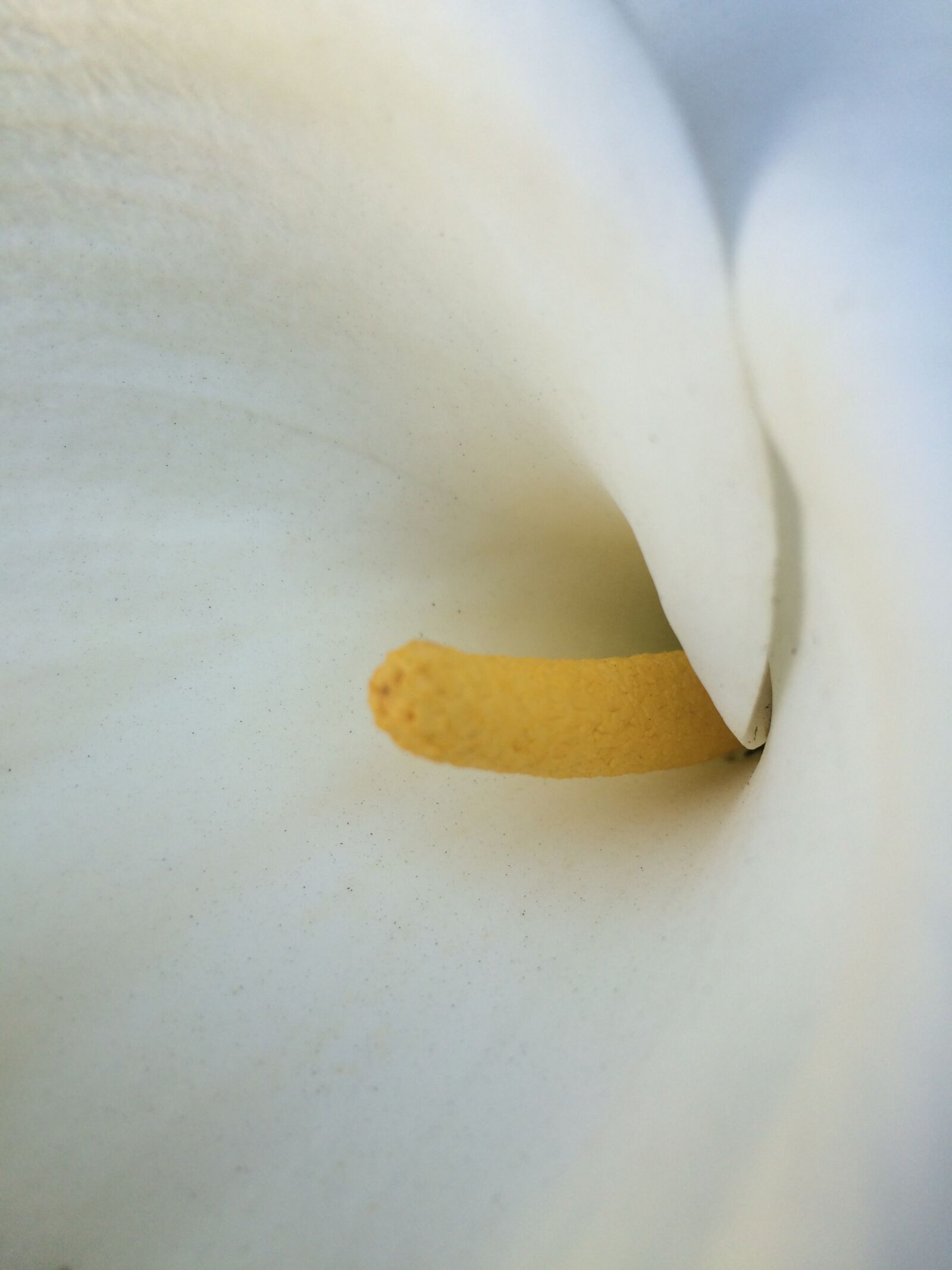 Apple iPhone 5s sample photo. Calla lily, white flower photography