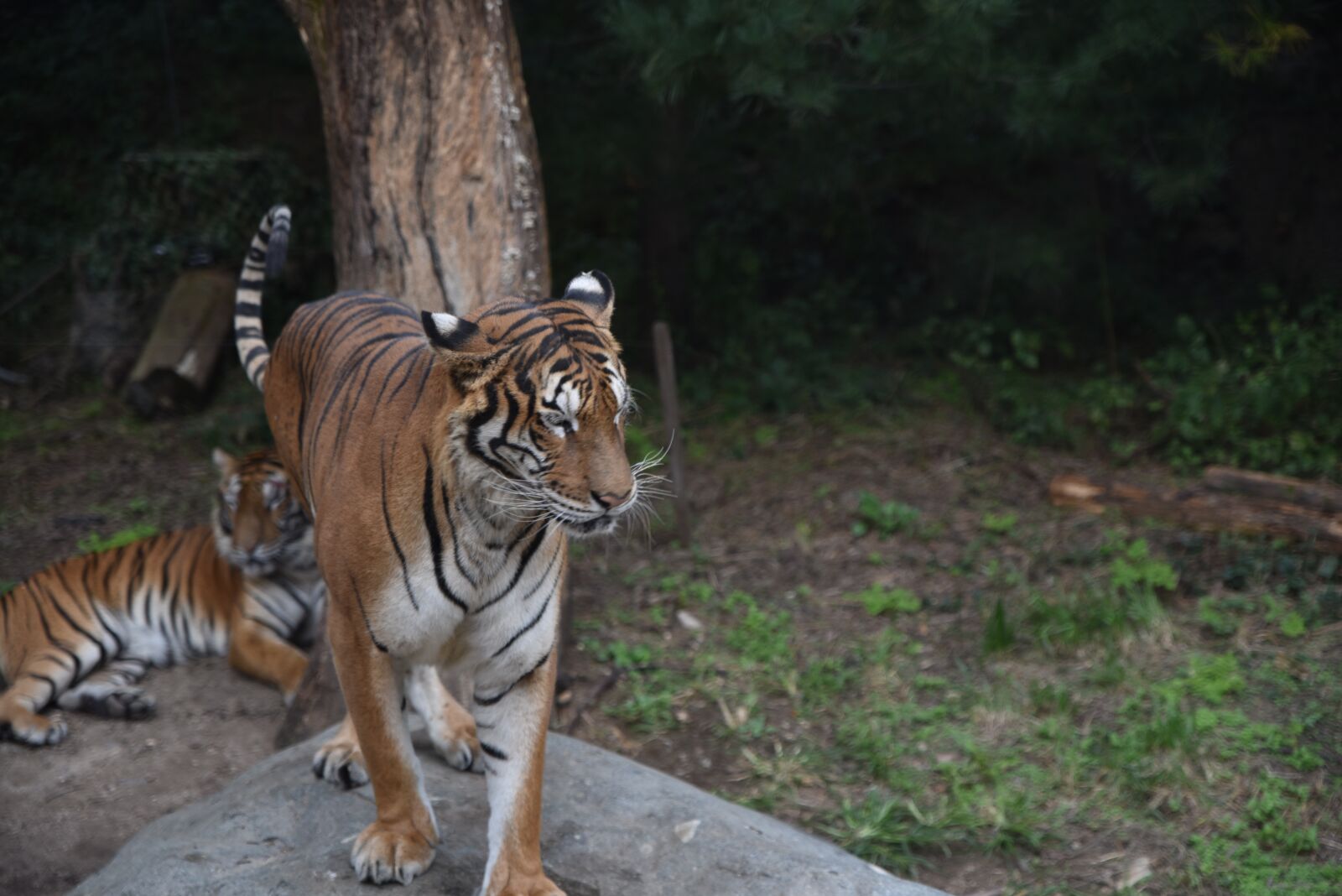Nikon D750 sample photo. Tiger, zoo, tigress photography