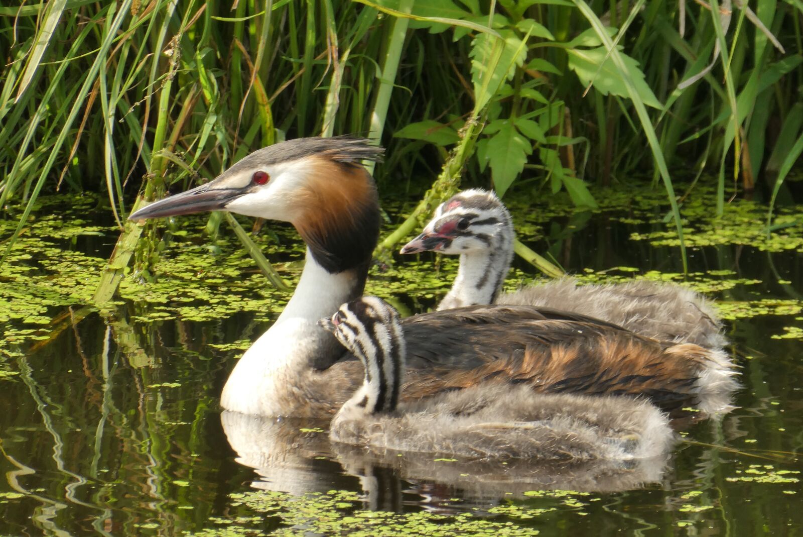 Panasonic Lumix DC-ZS70 (Lumix DC-TZ90) sample photo. Great crested grebe with photography