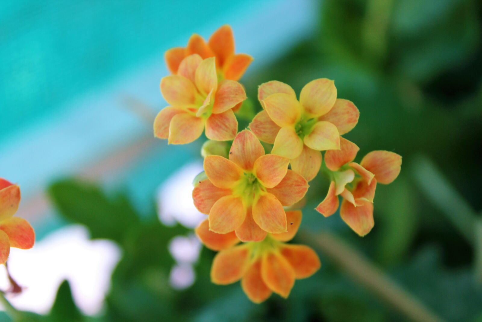 Canon EOS 1300D (EOS Rebel T6 / EOS Kiss X80) sample photo. Flower, nature, flora photography
