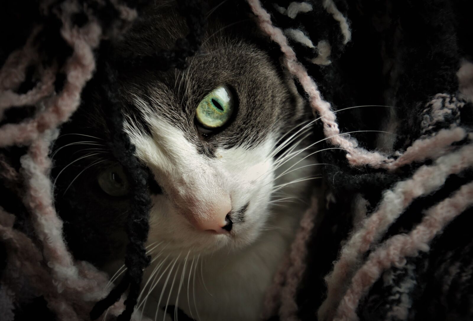 Canon EOS 80D sample photo. Fur, mustache, tomcat photography
