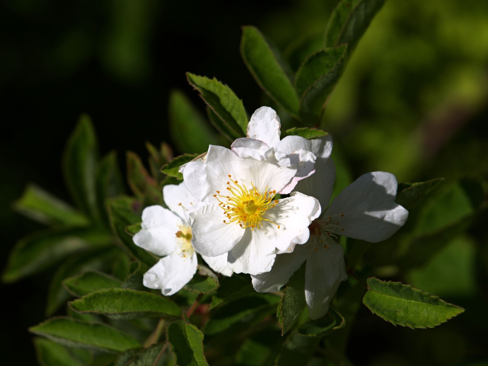 Olympus E-510 (EVOLT E-510) sample photo. Plant, flower photography