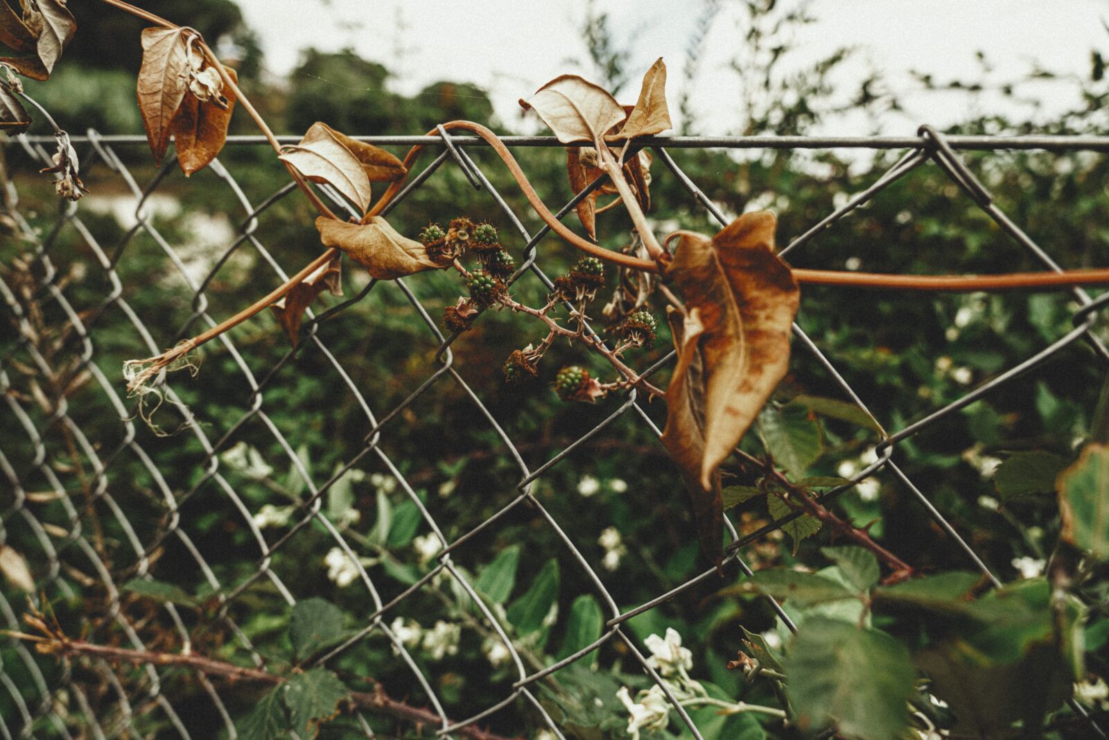 Sony a7R II + Sony FE 24-105mm F4 G OSS sample photo. Leaves, fence, nature photography