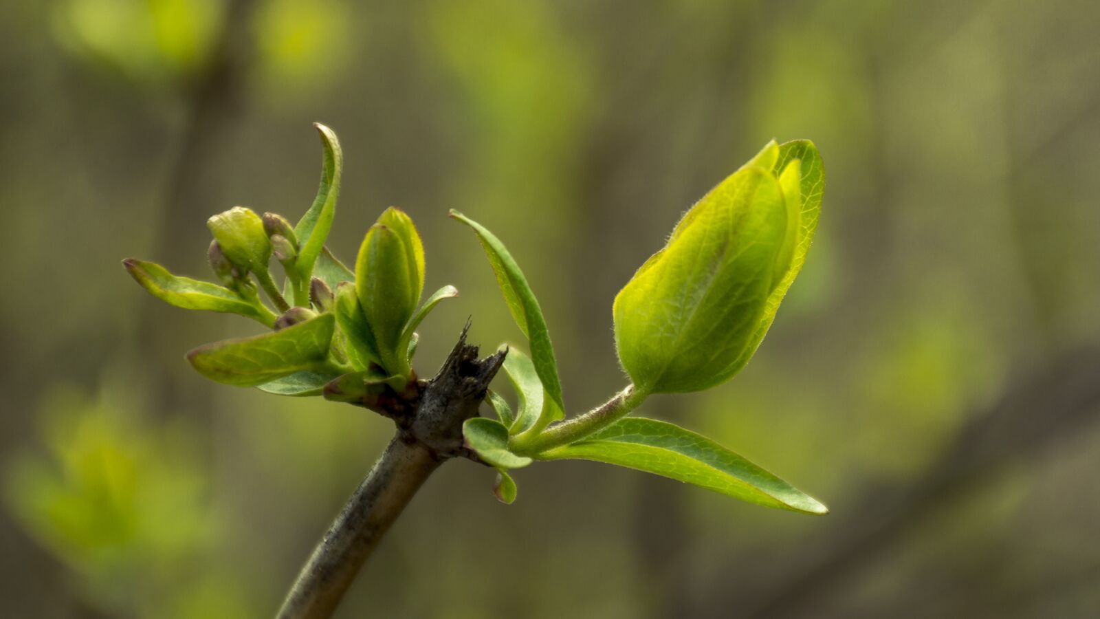 Nikon D7200 sample photo. Macro, green, nature photography