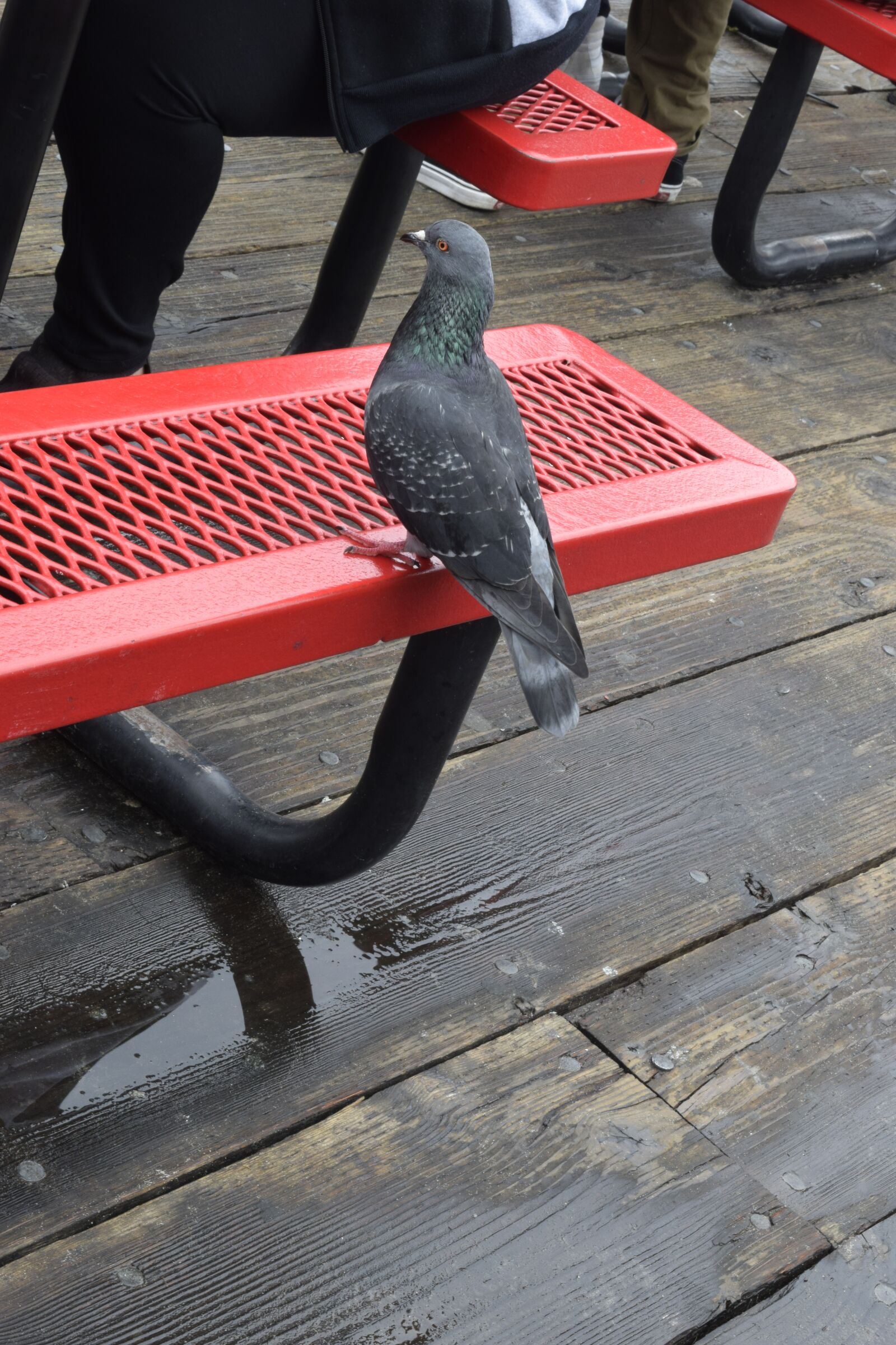Nikon D3300 sample photo. Pigeon, red bench, pigeon photography