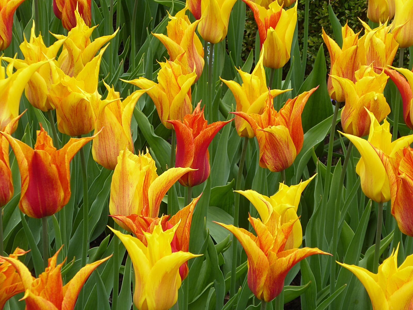 Panasonic Lumix DMC-ZS50 (Lumix DMC-TZ70) sample photo. Tulip, flower, yellow photography