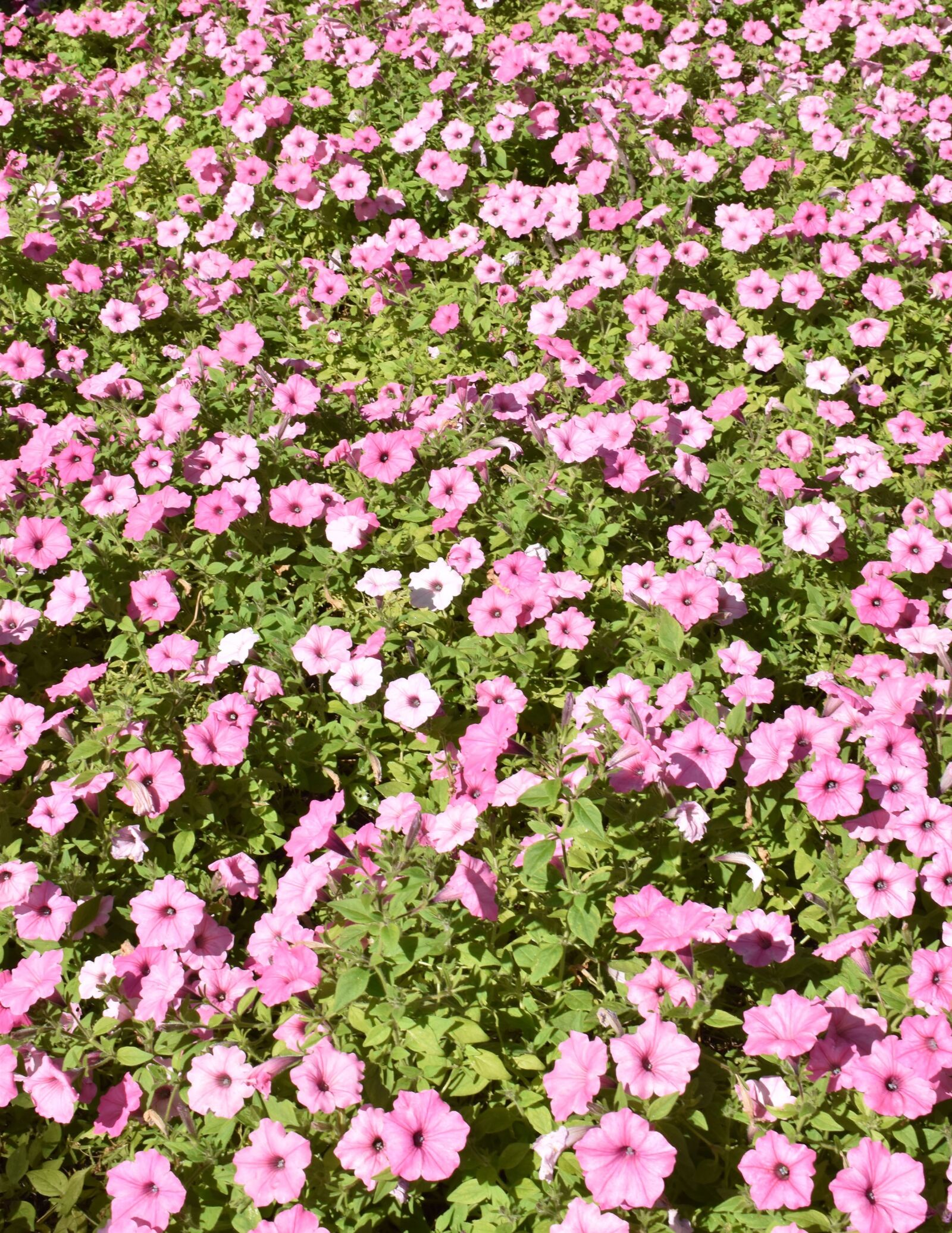 Nikon D5600 sample photo. Pink, field, flowers photography