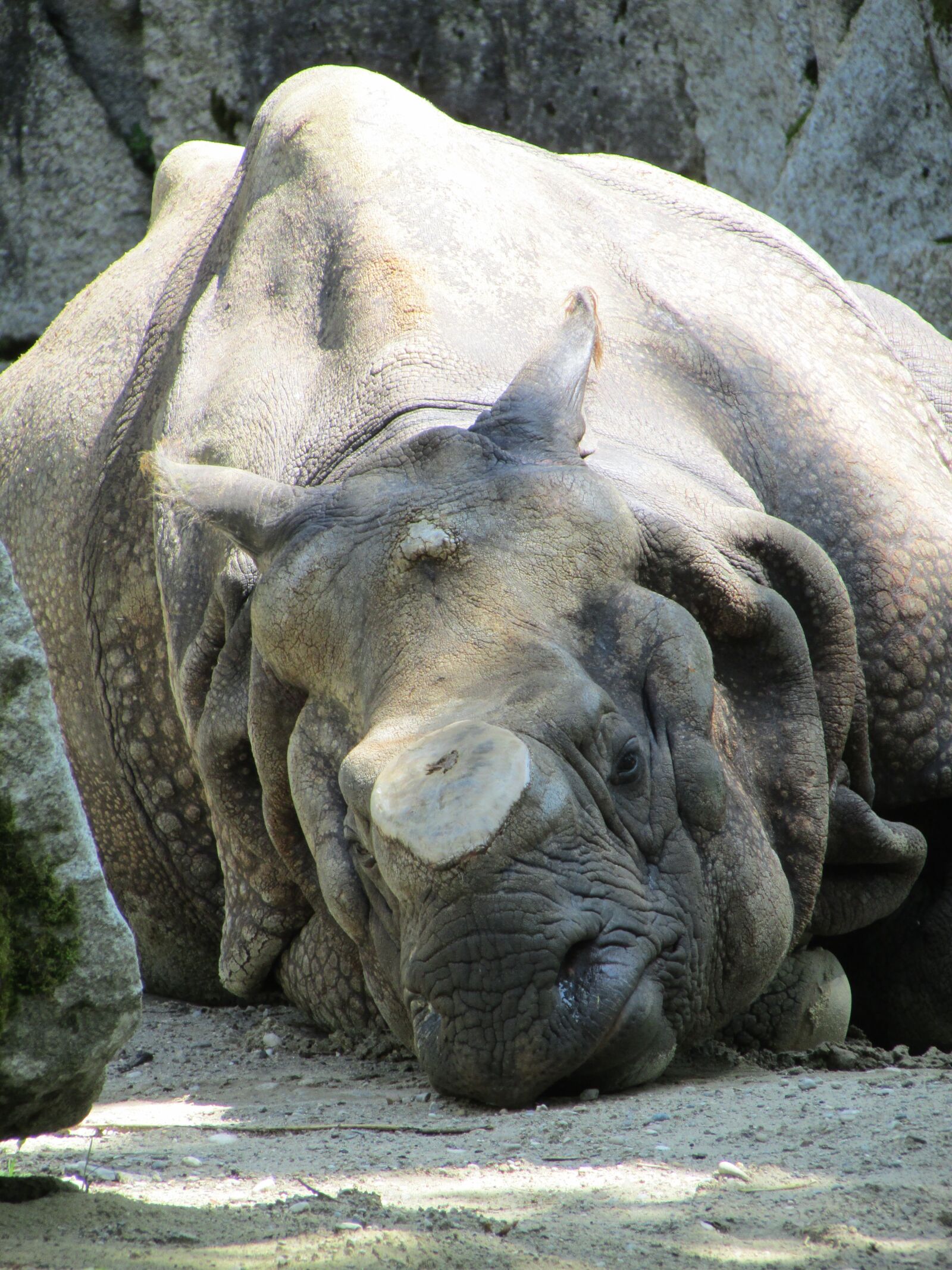 Canon PowerShot SX500 IS sample photo. Asian rhinoceros, animal park photography