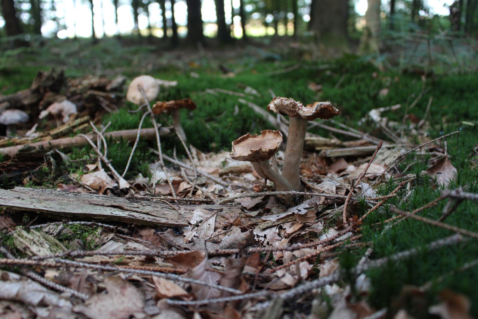 Canon EOS 700D (EOS Rebel T5i / EOS Kiss X7i) sample photo. Mushrooms, leaves, forest photography