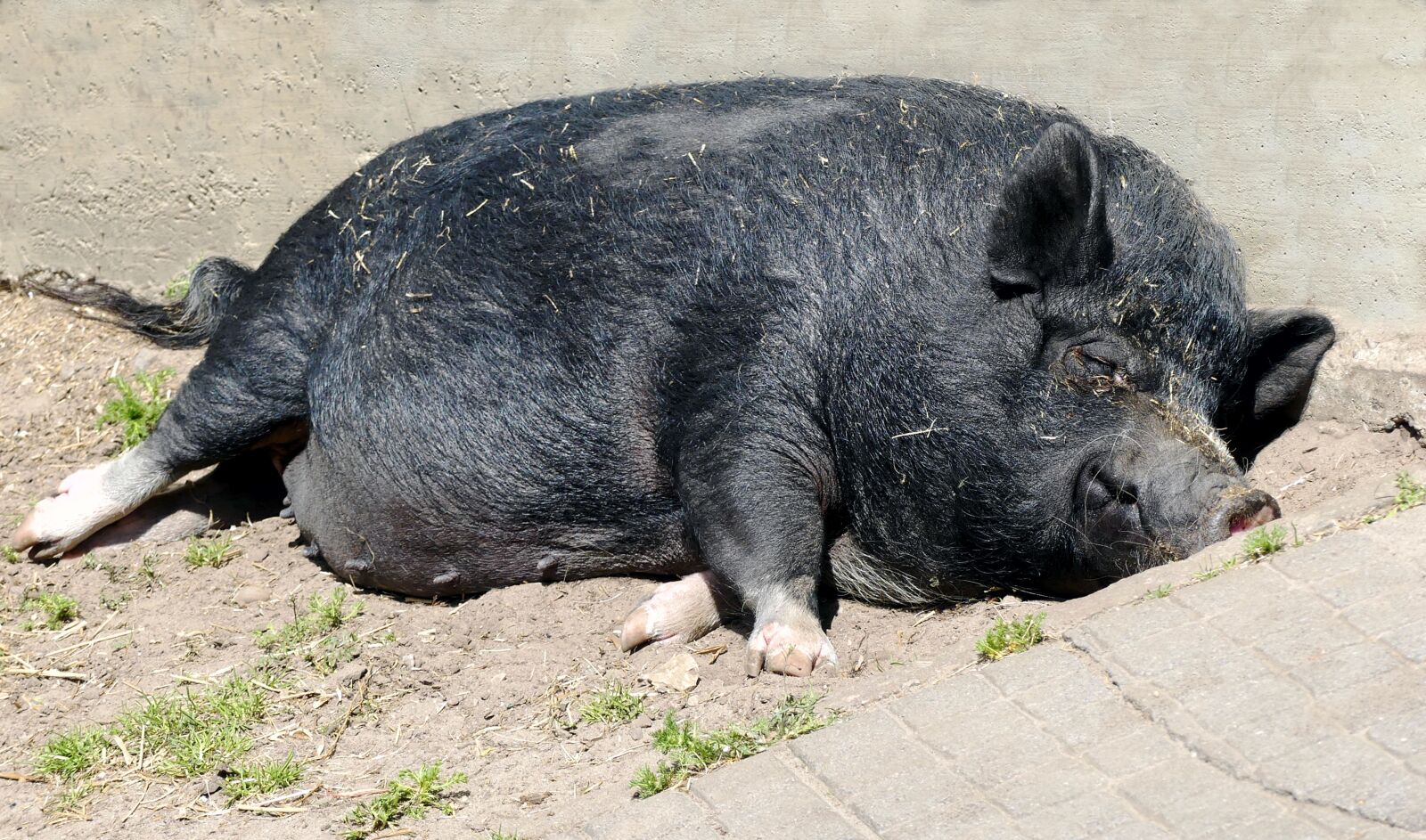 Panasonic Lumix DMC-FZ300 sample photo. Animal, pig, pot bellied photography