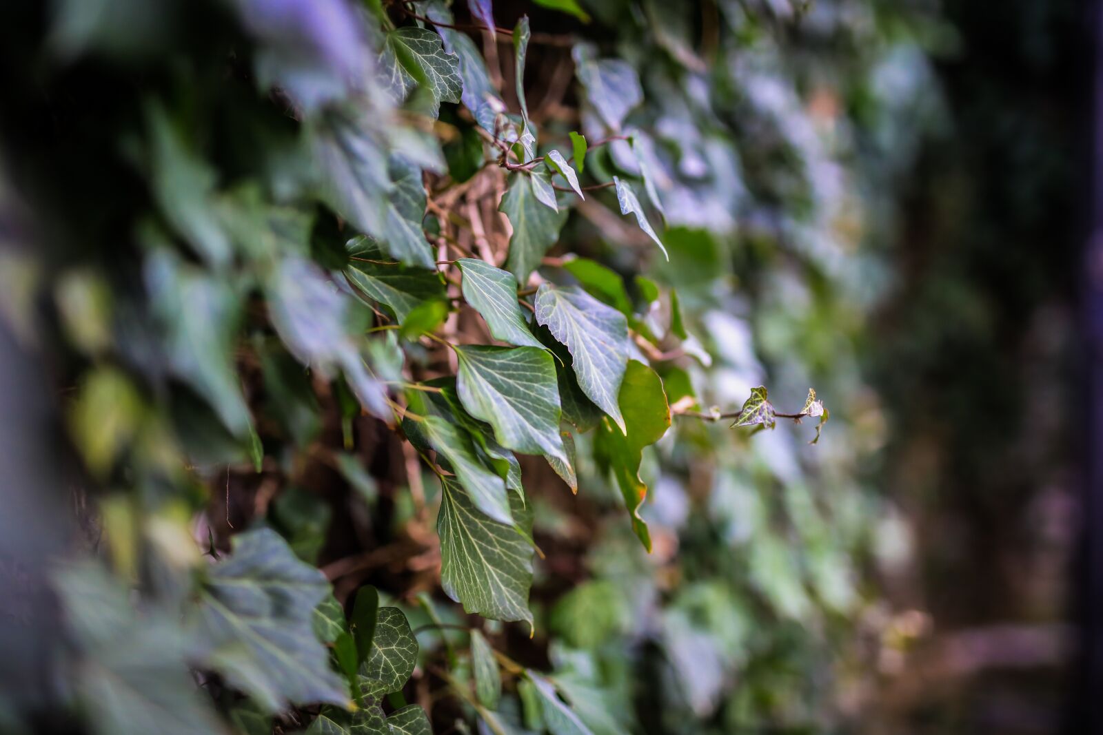 Canon EOS 5D Mark IV sample photo. Amber, green, wall photography
