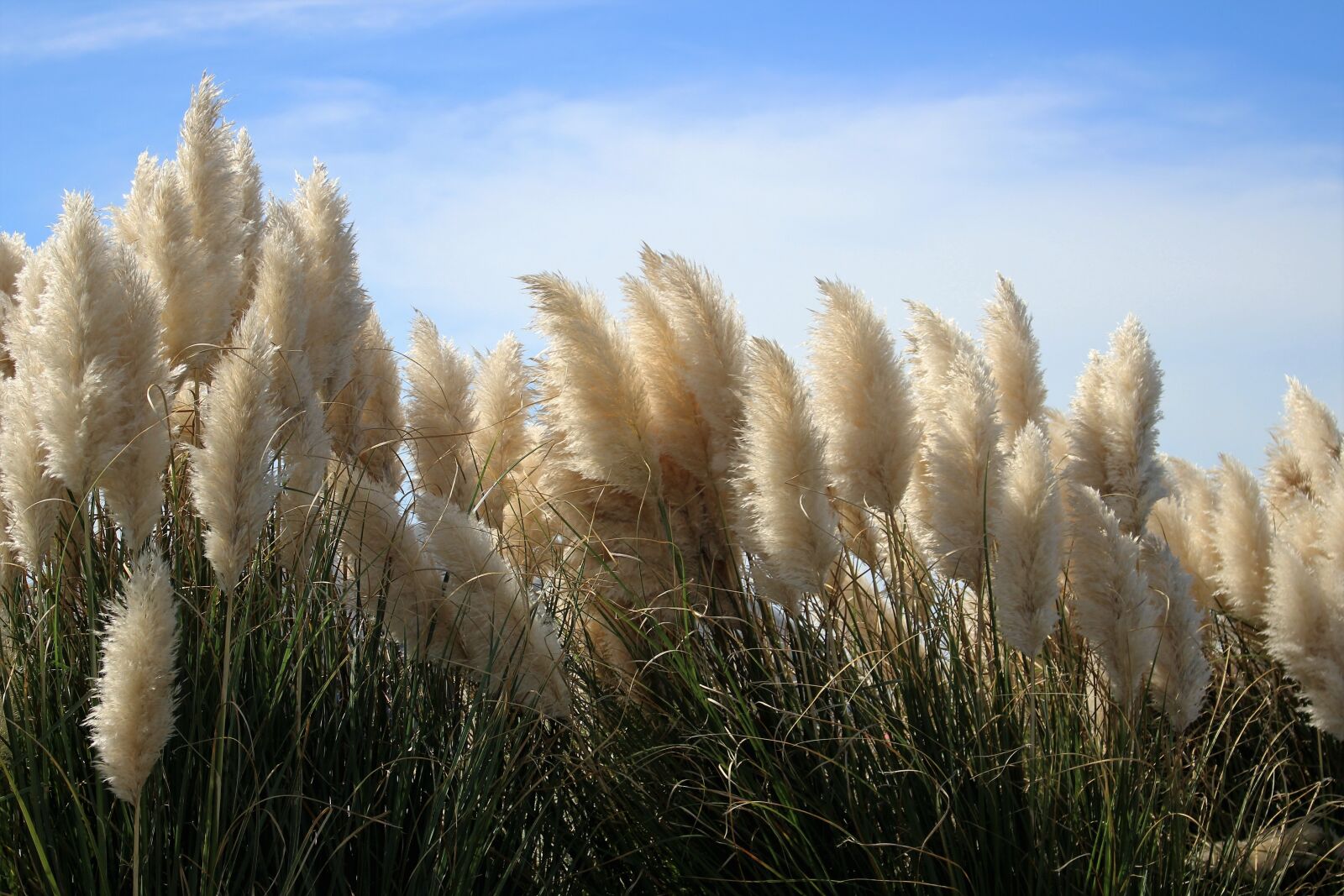 Canon EOS 100D (EOS Rebel SL1 / EOS Kiss X7) sample photo. Hatteras, grass, pampas photography
