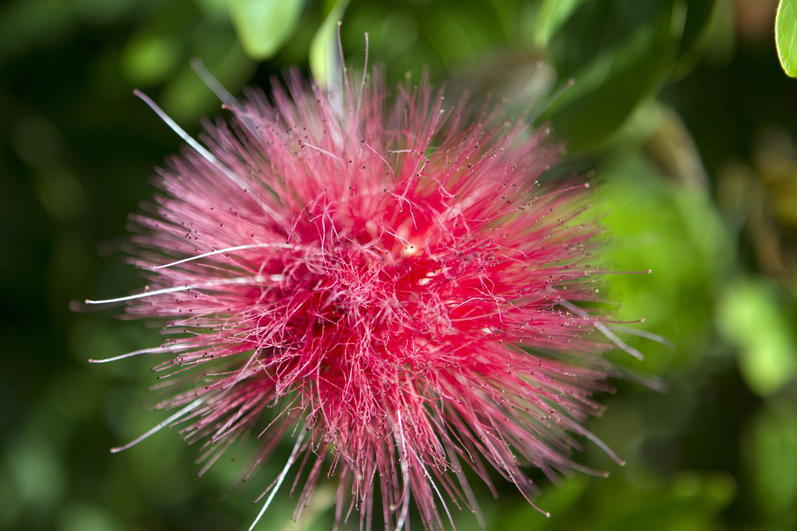 Canon EOS 7D sample photo. Flowers, nature, floral photography