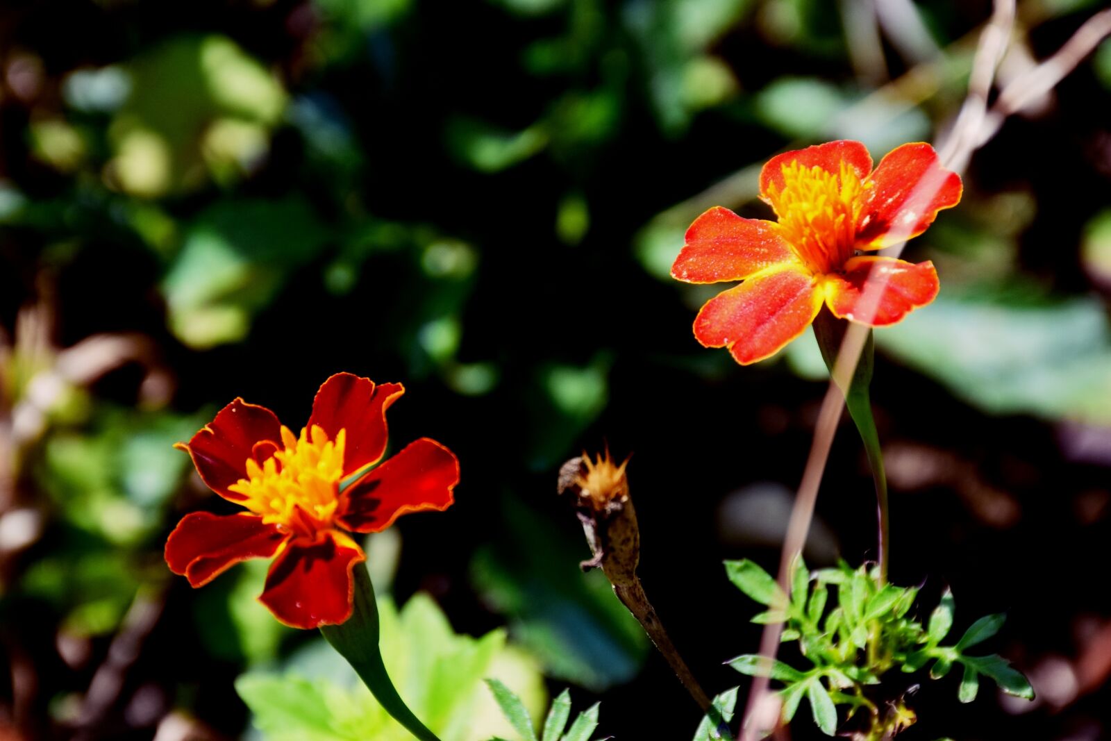 Nikon D5300 sample photo. Pair, rose, flowers photography
