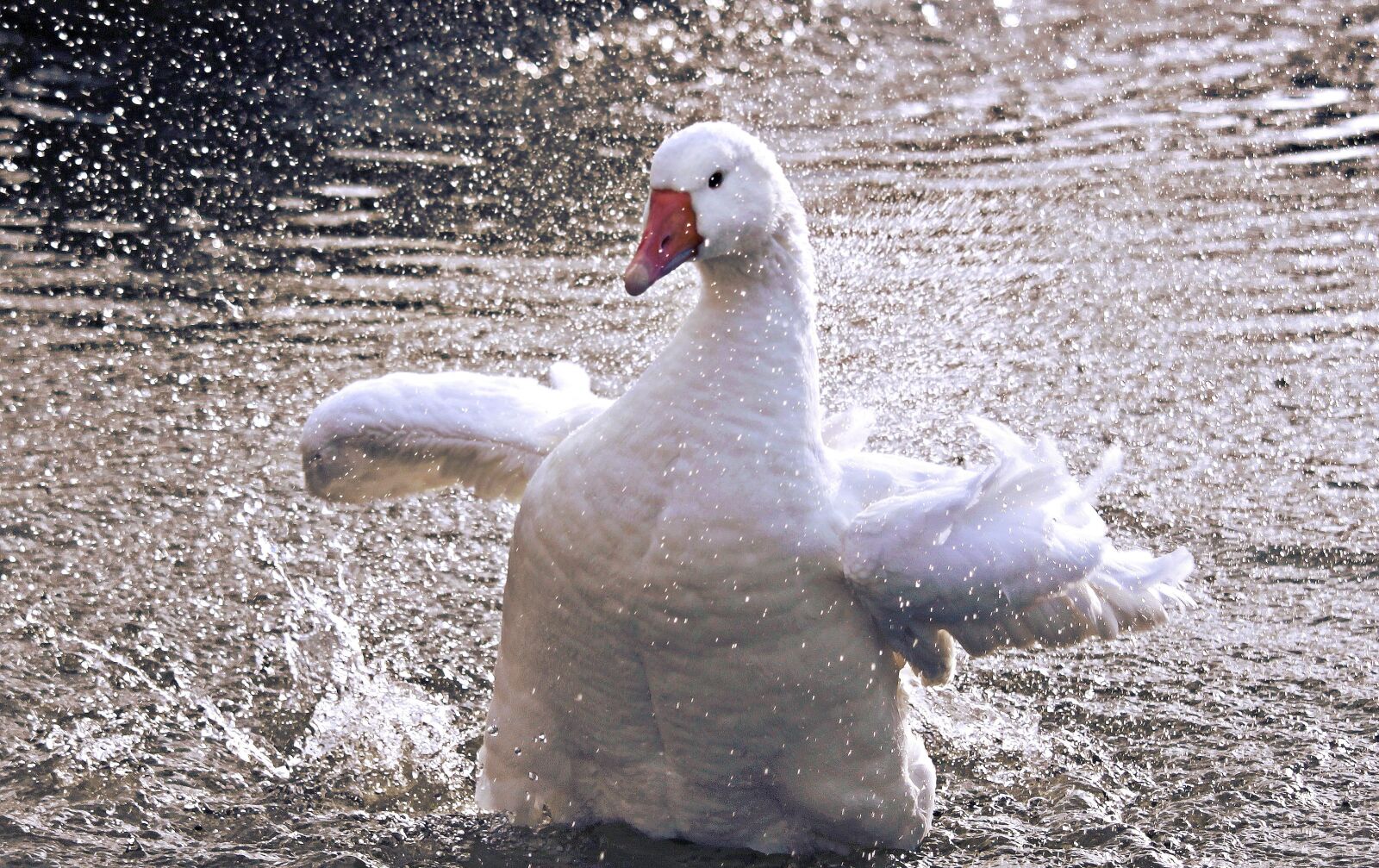 Canon EOS 100D (EOS Rebel SL1 / EOS Kiss X7) sample photo. Goose, domestic goose, poultry photography