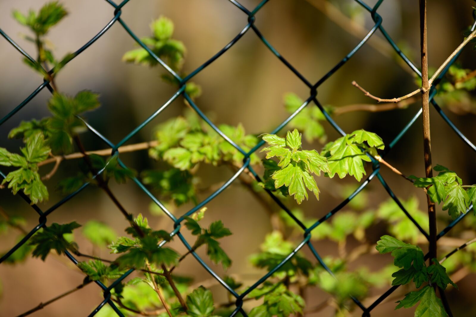 Nikon D610 sample photo. Fence, young green, sprout photography