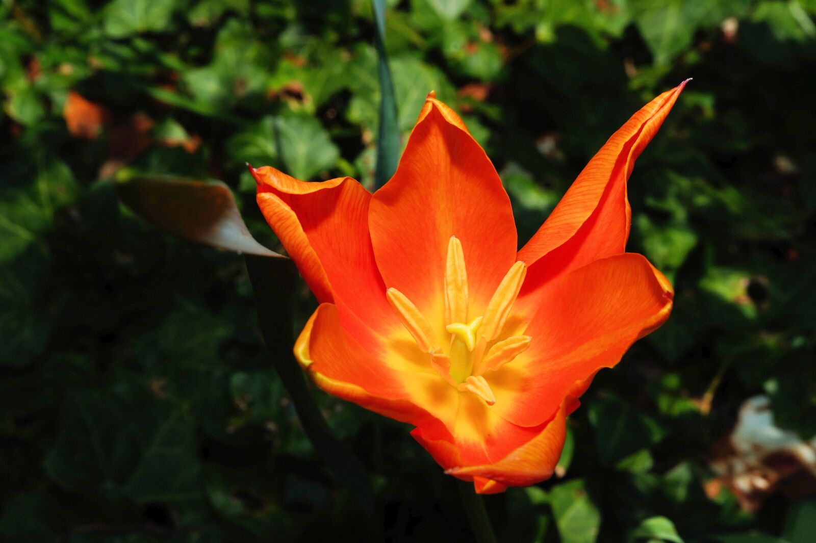 Sony SLT-A58 + Sony DT 30mm F2.8 Macro SAM sample photo. Tulip, holland, flower photography