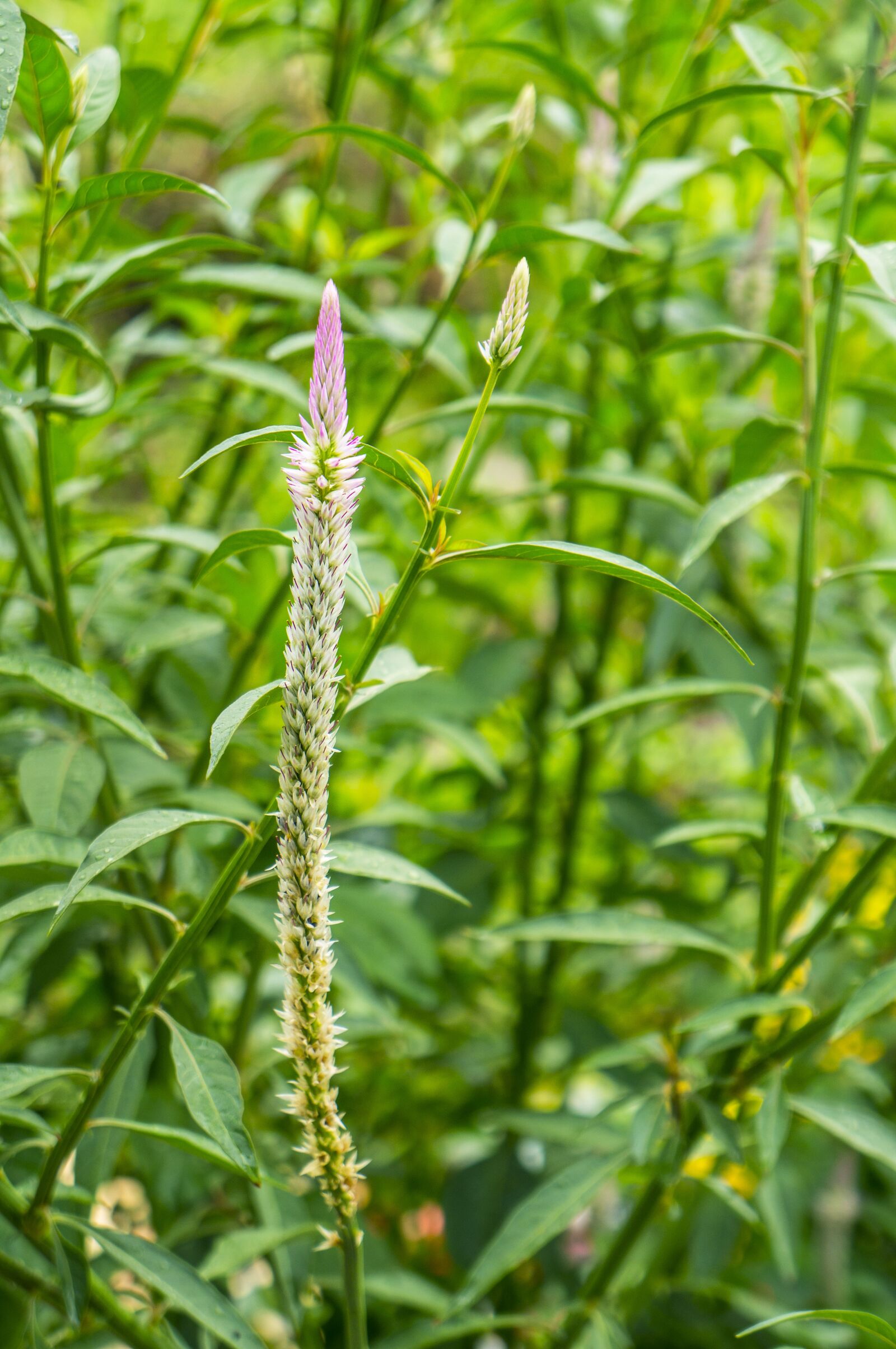 Sony Alpha NEX-F3 + Sony E 18-55mm F3.5-5.6 OSS sample photo. Natural, weed, the morning photography