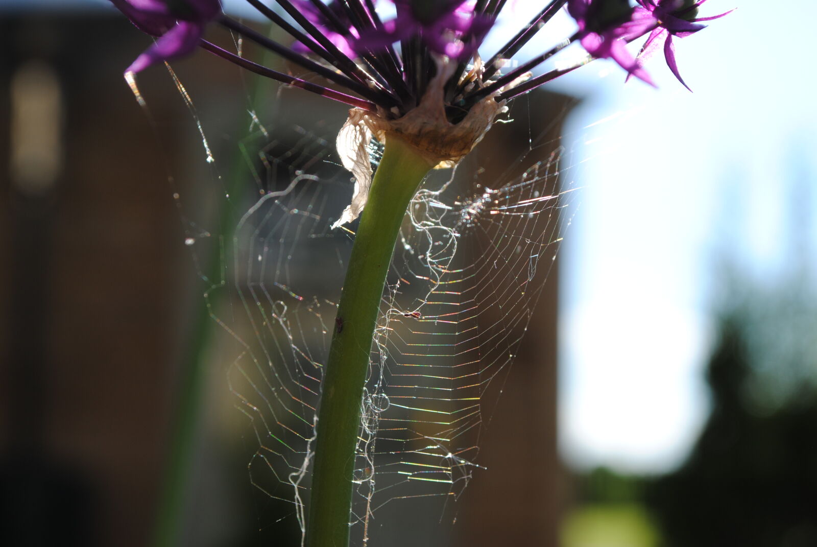 Nikon D3000 sample photo