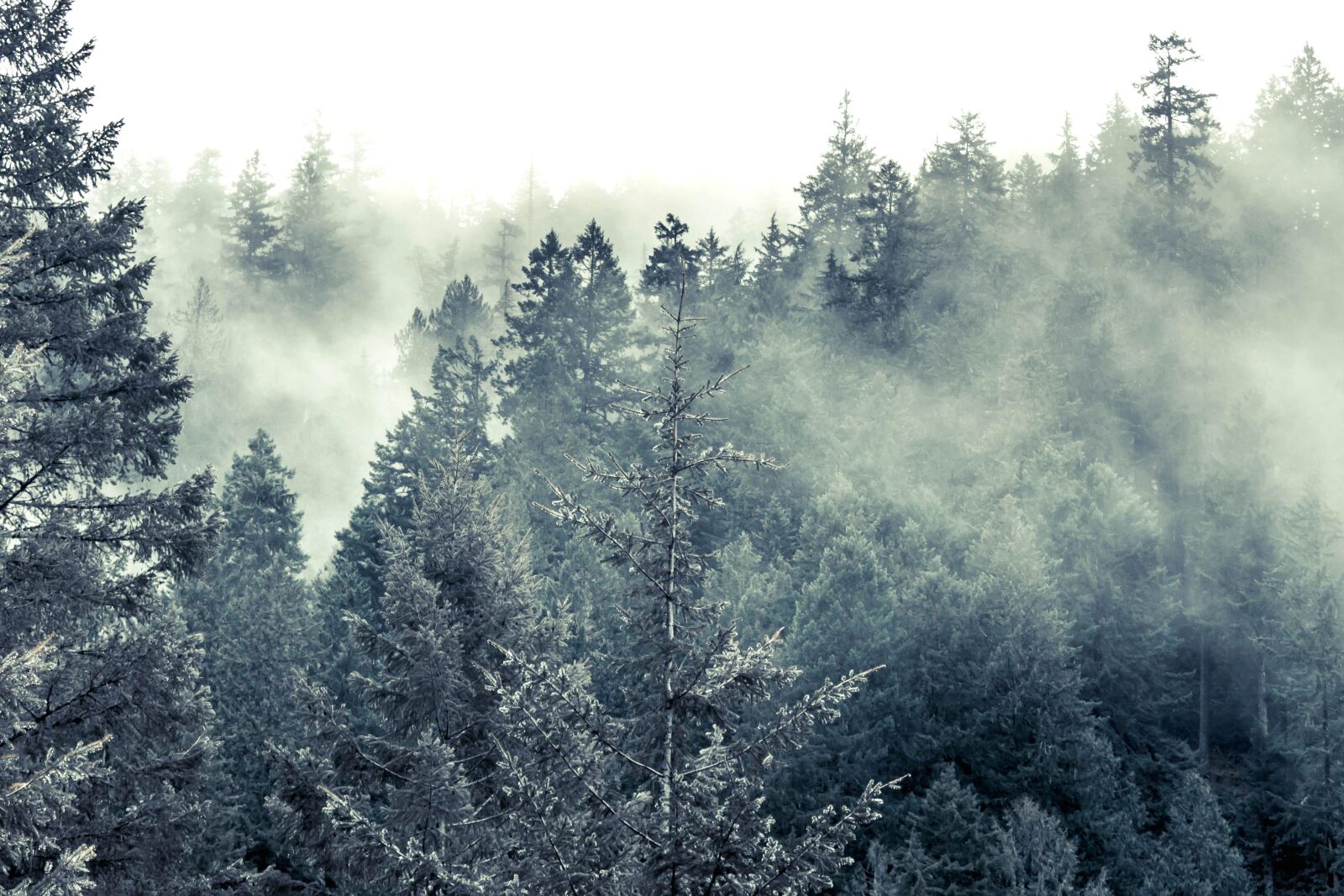 Nikon D5200 sample photo. Cold, fog, snow, wood photography