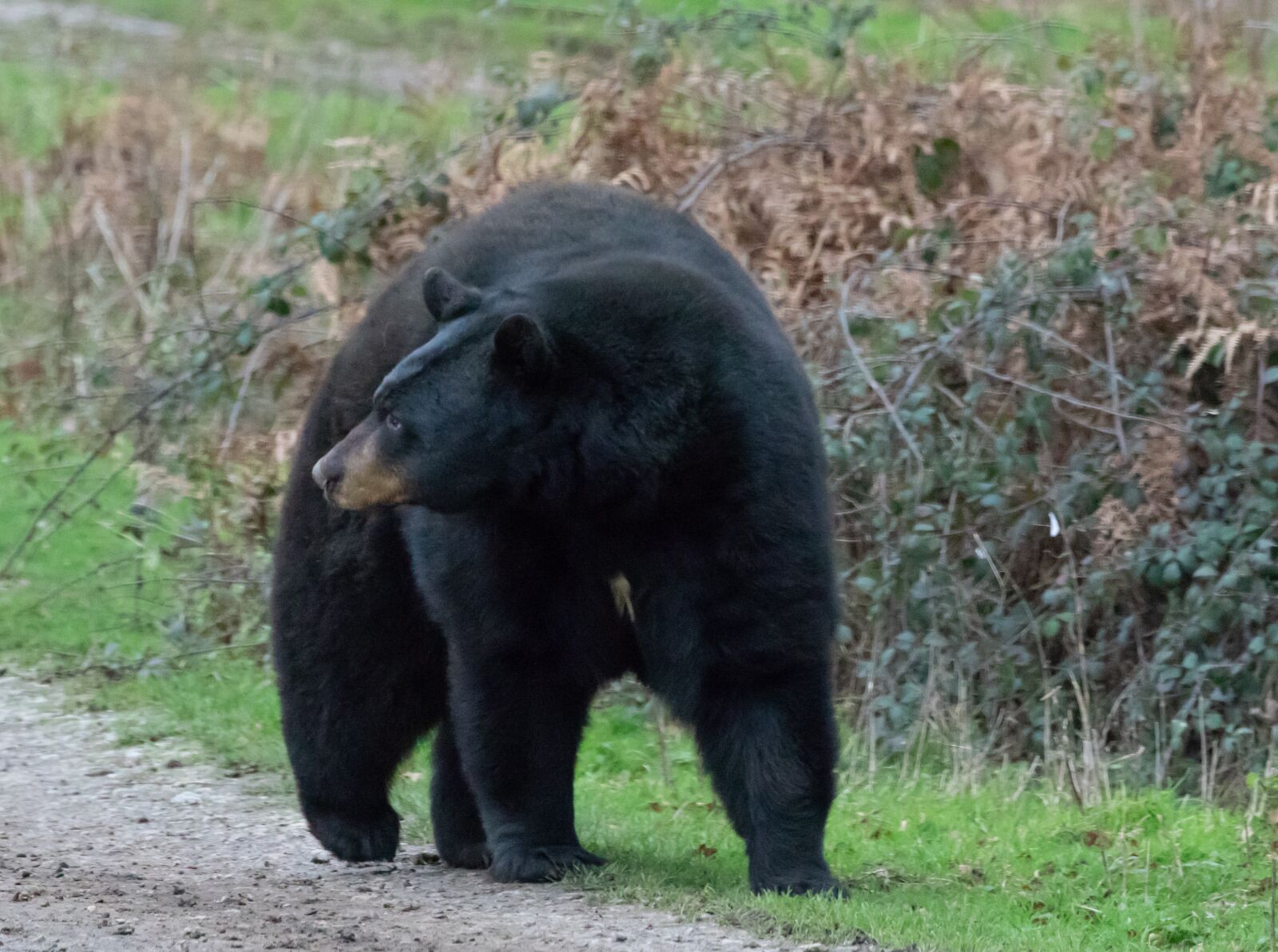 Canon EOS 7D Mark II sample photo. Black bear, bear, black photography