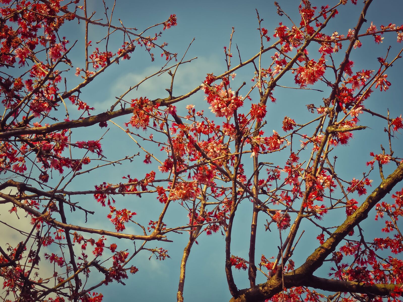 Olympus OM-D E-M10 sample photo. Flowers, japanese kerrie, bloom photography