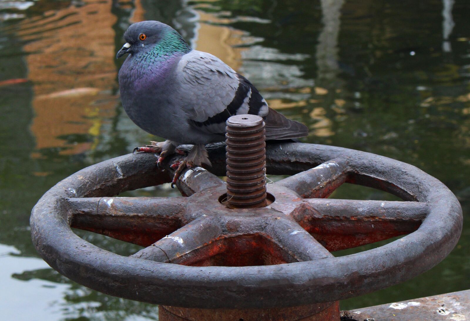 Canon EOS 700D (EOS Rebel T5i / EOS Kiss X7i) sample photo. Pigeon, bird, dove photography