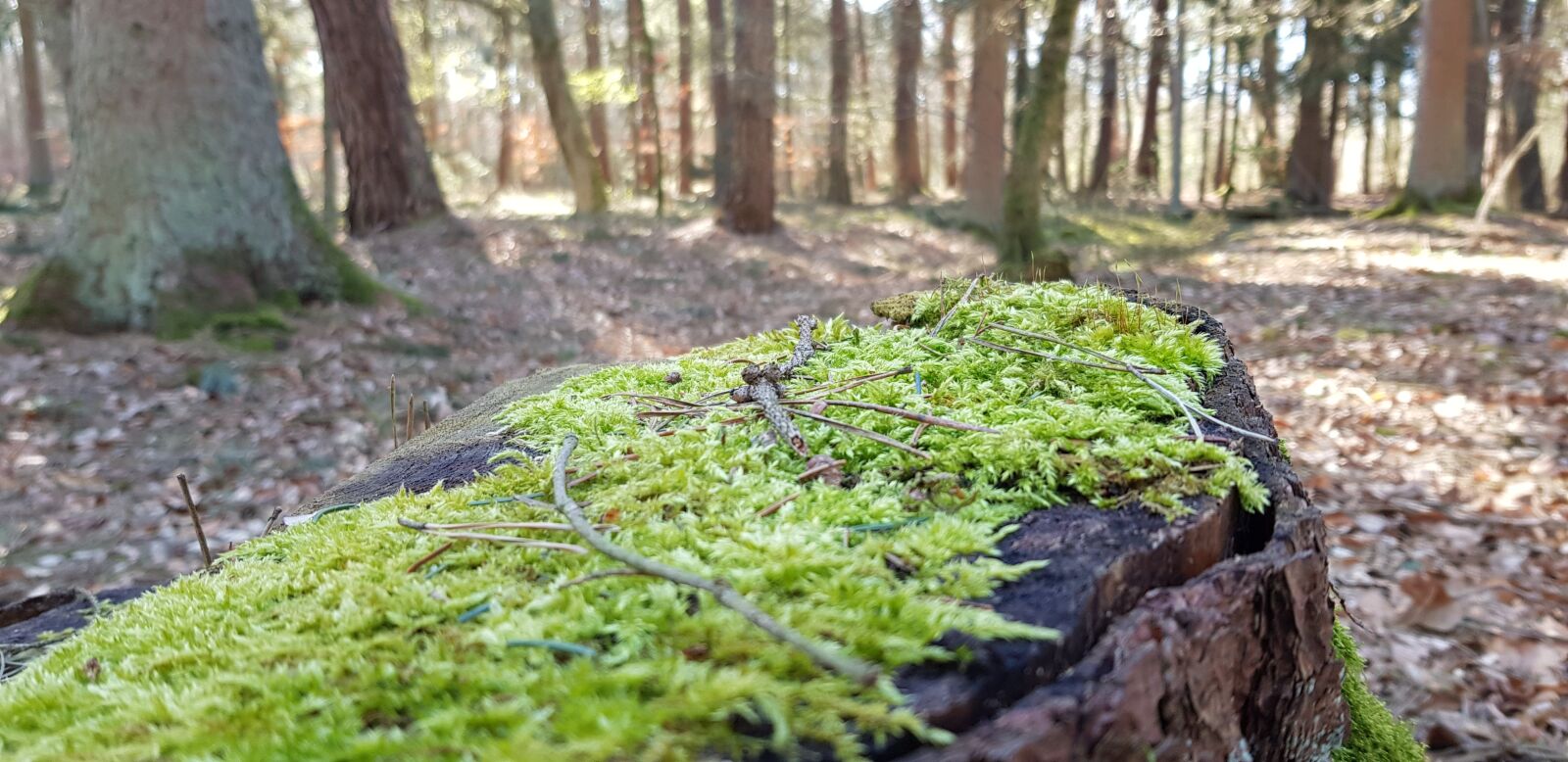 Samsung Galaxy S8+ sample photo. Forest, trees, log photography