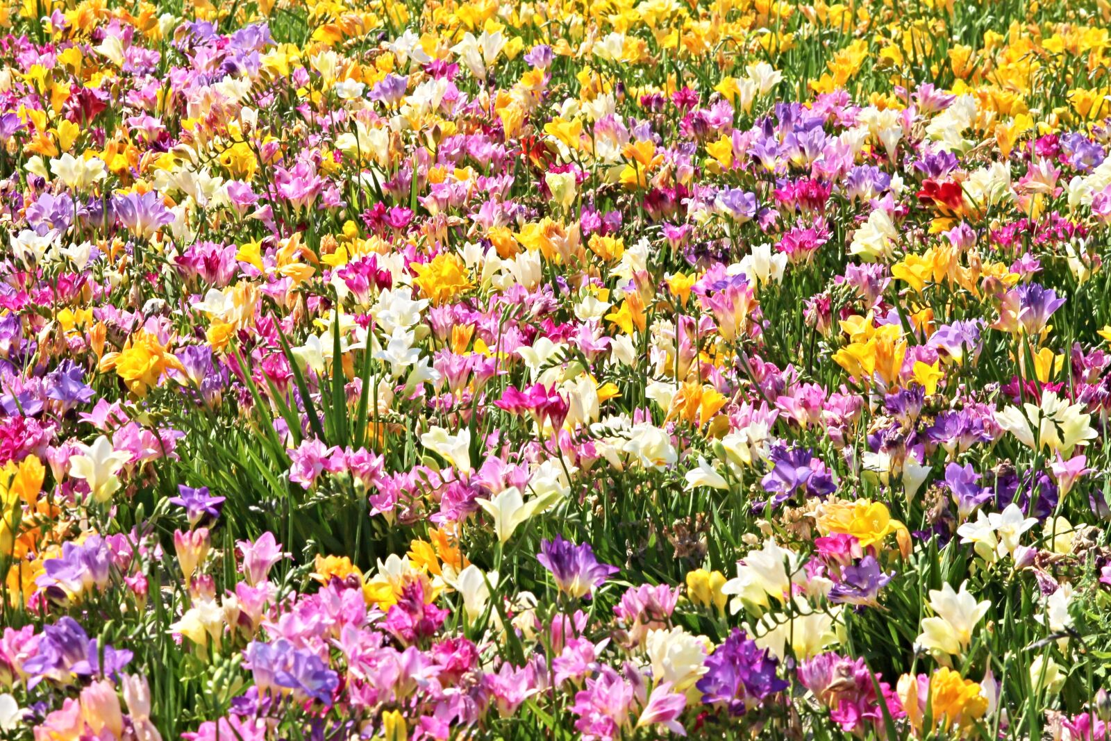 Canon EOS 1100D (EOS Rebel T3 / EOS Kiss X50) sample photo. Freesias, field of flowers photography