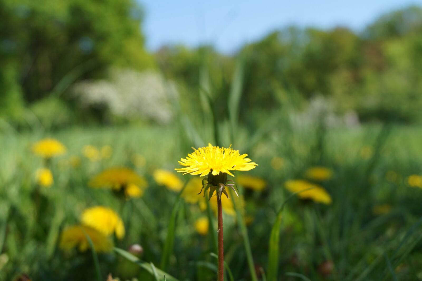 Sony DT 18-55mm F3.5-5.6 SAM II sample photo. Dandelion, meadow, yellow flower photography