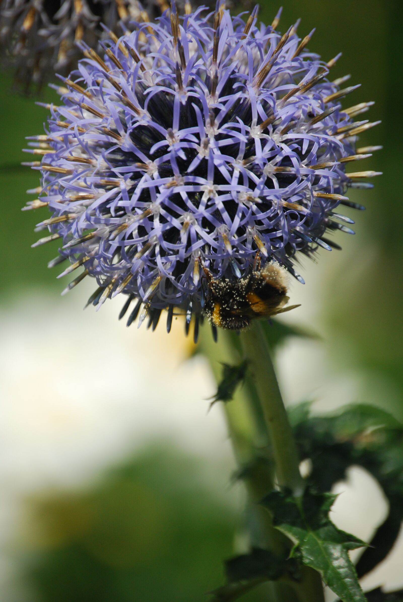 Nikon D40X sample photo. Flower, bee, pollen photography