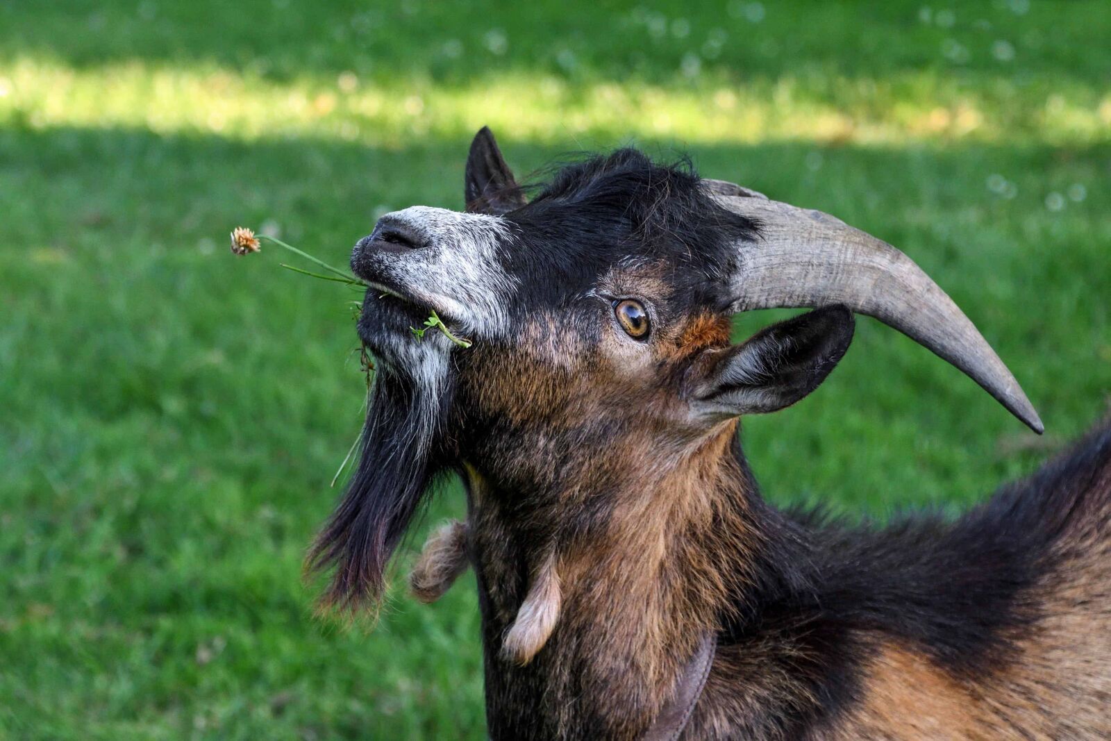 Nikon D500 sample photo. Animal, grass, goat, livestock photography