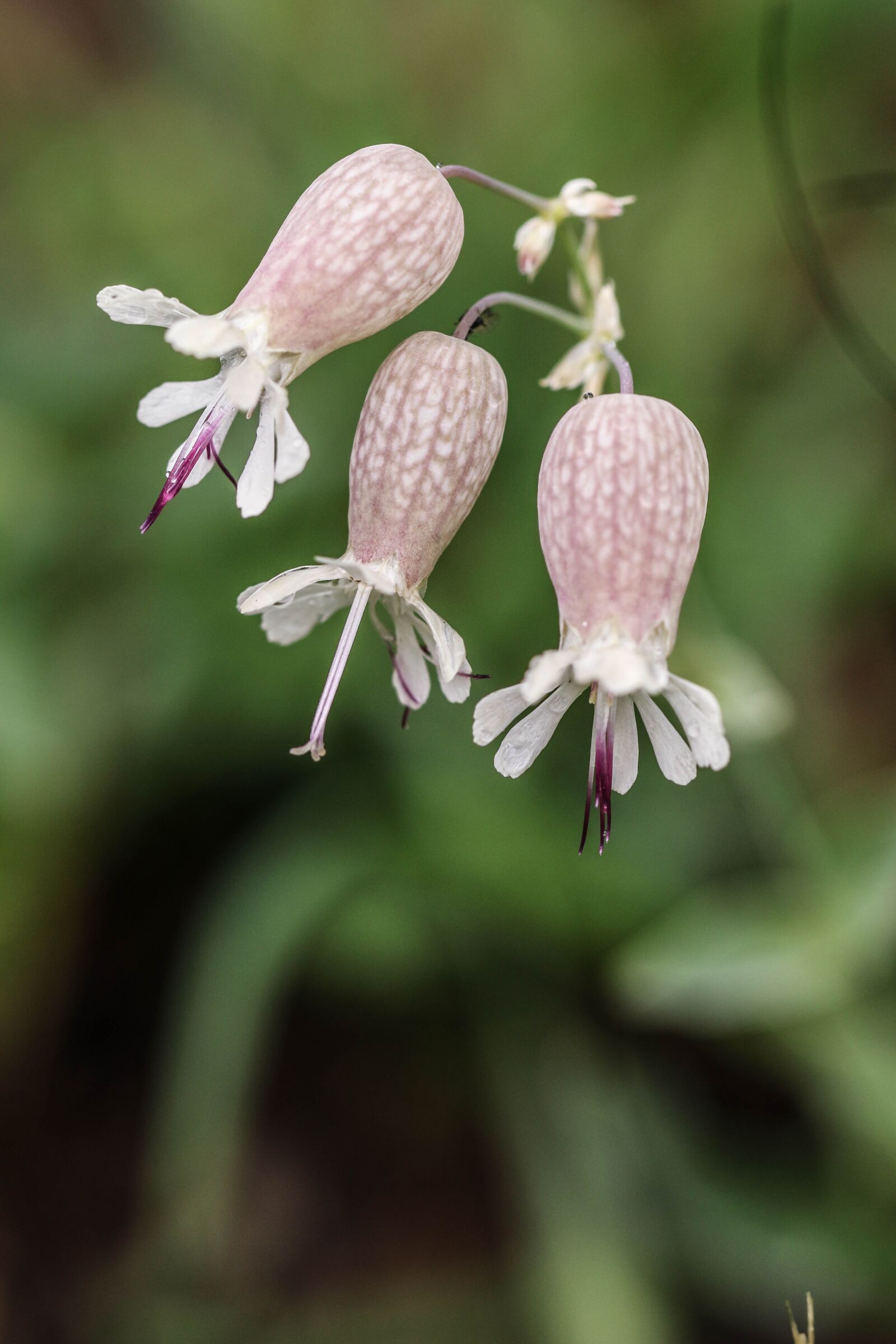 Canon EOS 7D Mark II sample photo. Flowers, wild flower, summer photography