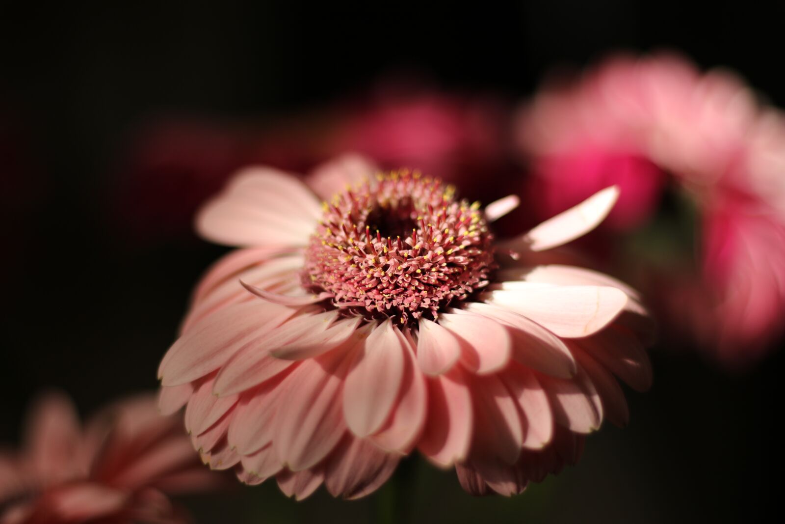 Canon EF 50mm F1.8 STM sample photo. Flower, gerbera, bloom photography