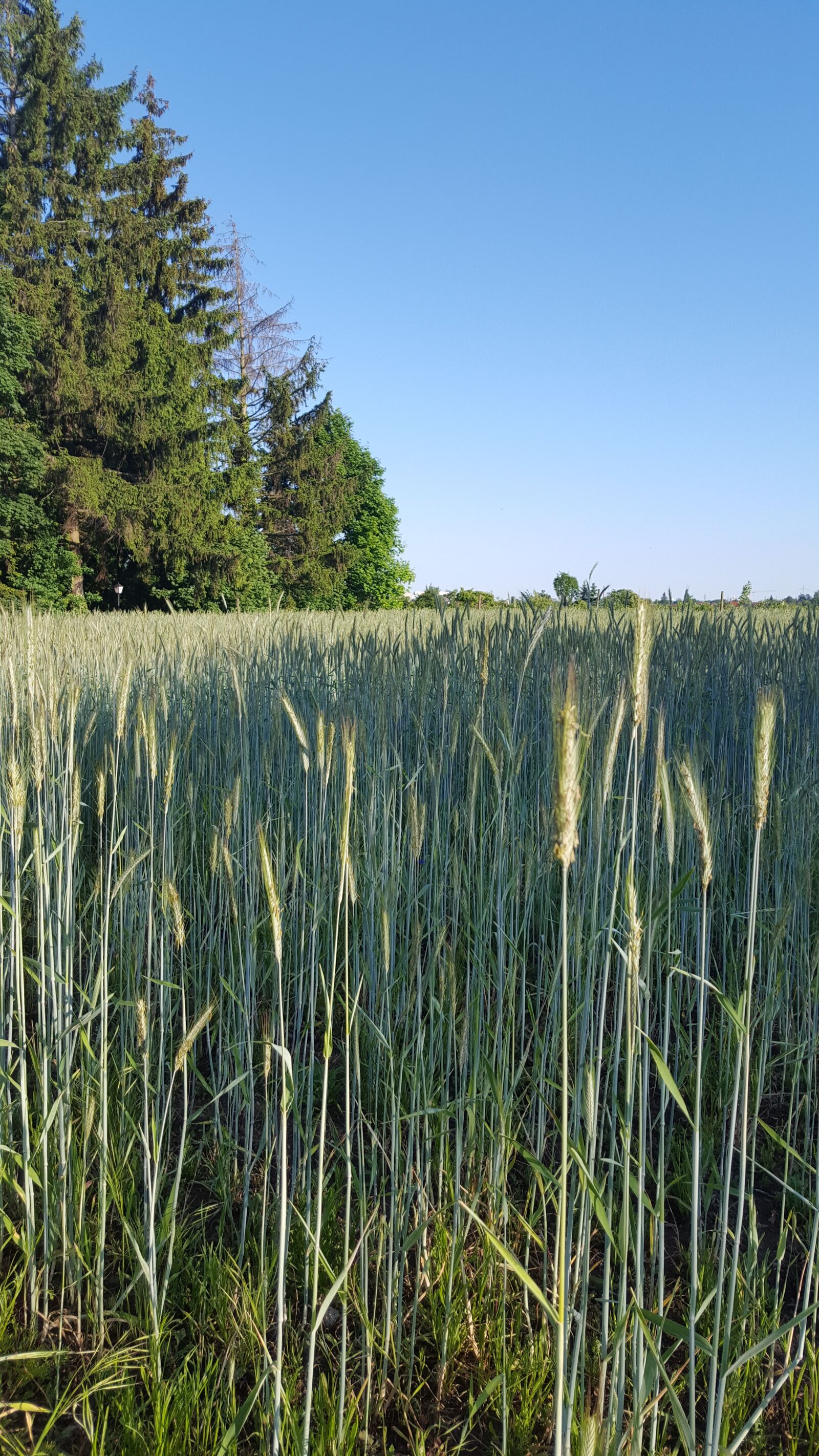 Samsung Galaxy S6 sample photo. Grain, field, cereals photography