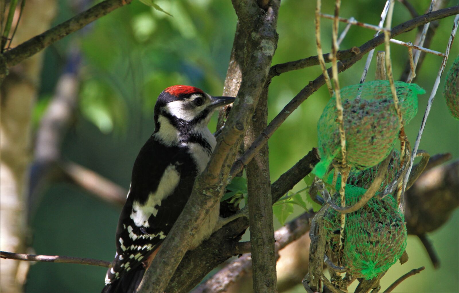 Canon EOS 7D + Tamron SP 150-600mm F5-6.3 Di VC USD sample photo. Great spotted woodpecker, young photography