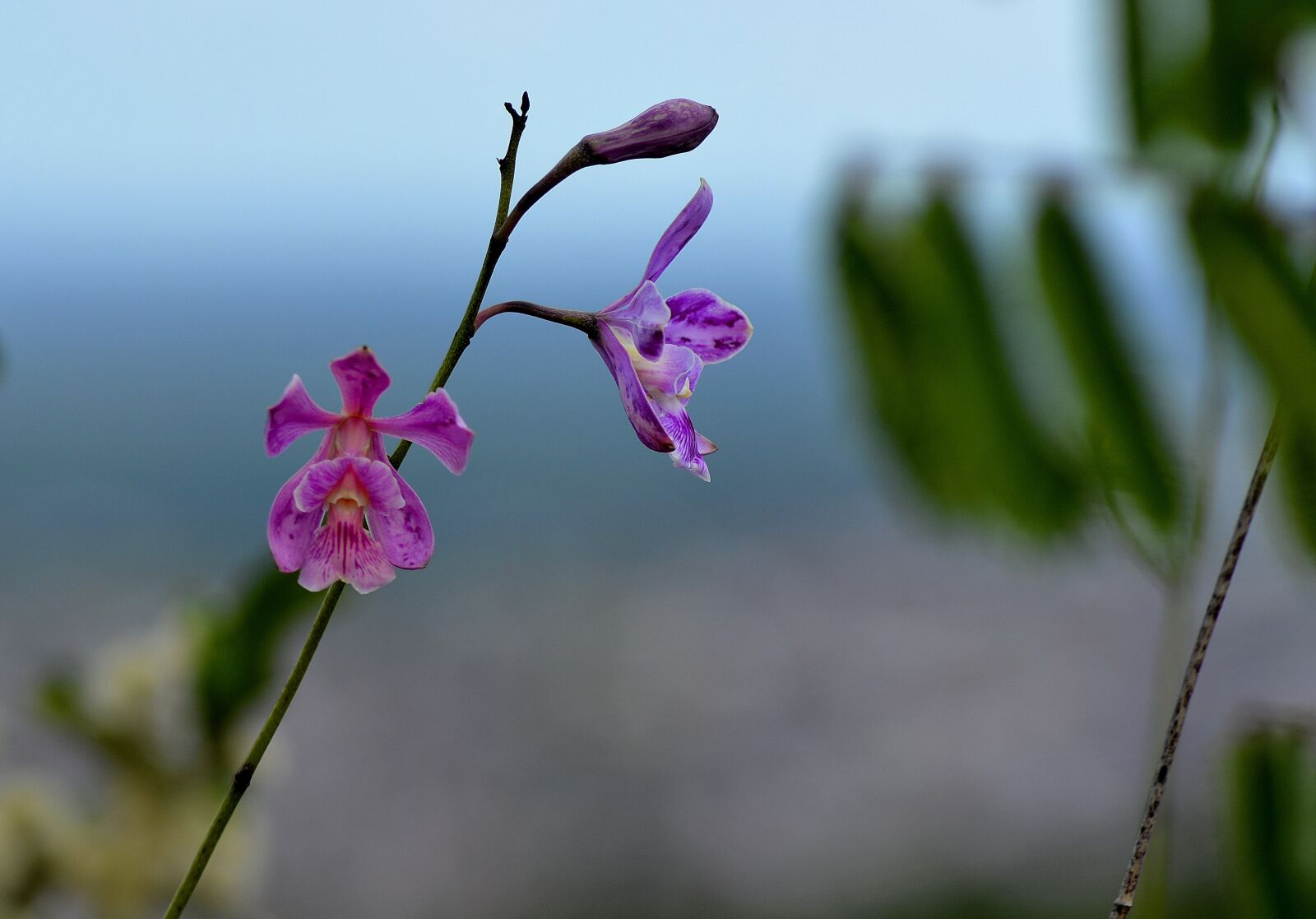 Nikon D5200 sample photo. Plant, caatinga, flower photography