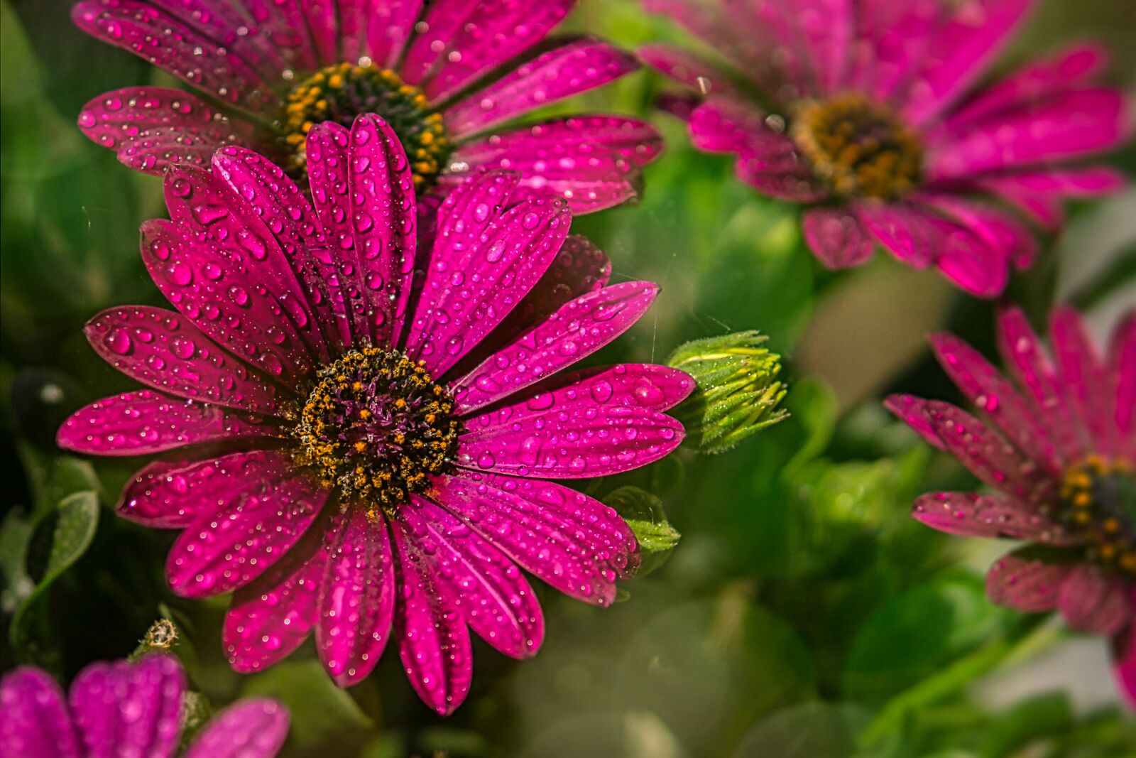 30mm F1.4 DC DN | Contemporary 016 sample photo. Flower, red, drop of photography