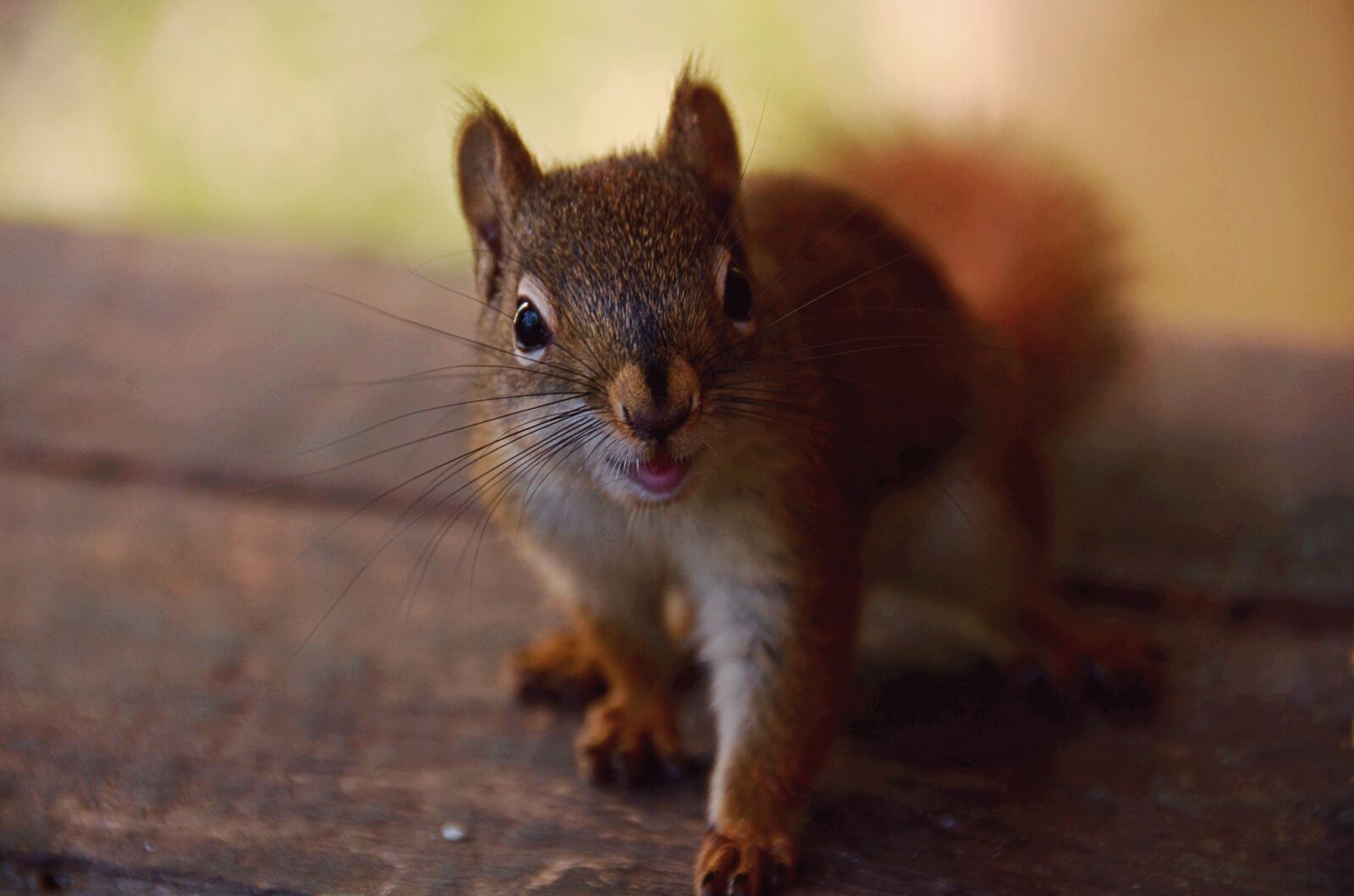 Nikon D7000 sample photo. Squirrel, animal, animal world photography