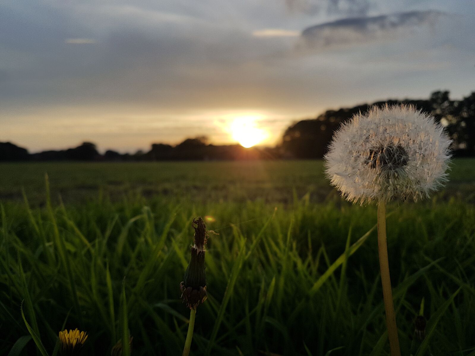 Samsung Galaxy S7 Edge sample photo. Sun, nature, dandelion photography