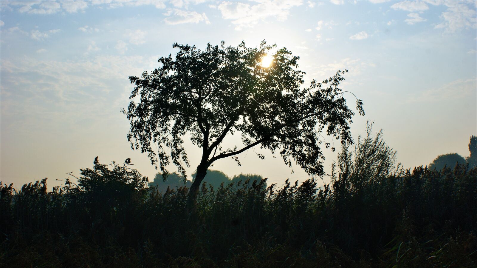 Sony Alpha DSLR-A350 sample photo. Tree, silhouette, sunrise photography
