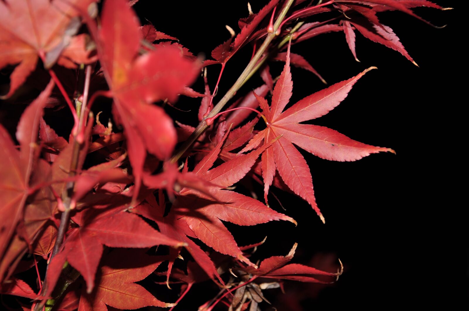Nikon D90 sample photo. Flower, night, nature photography